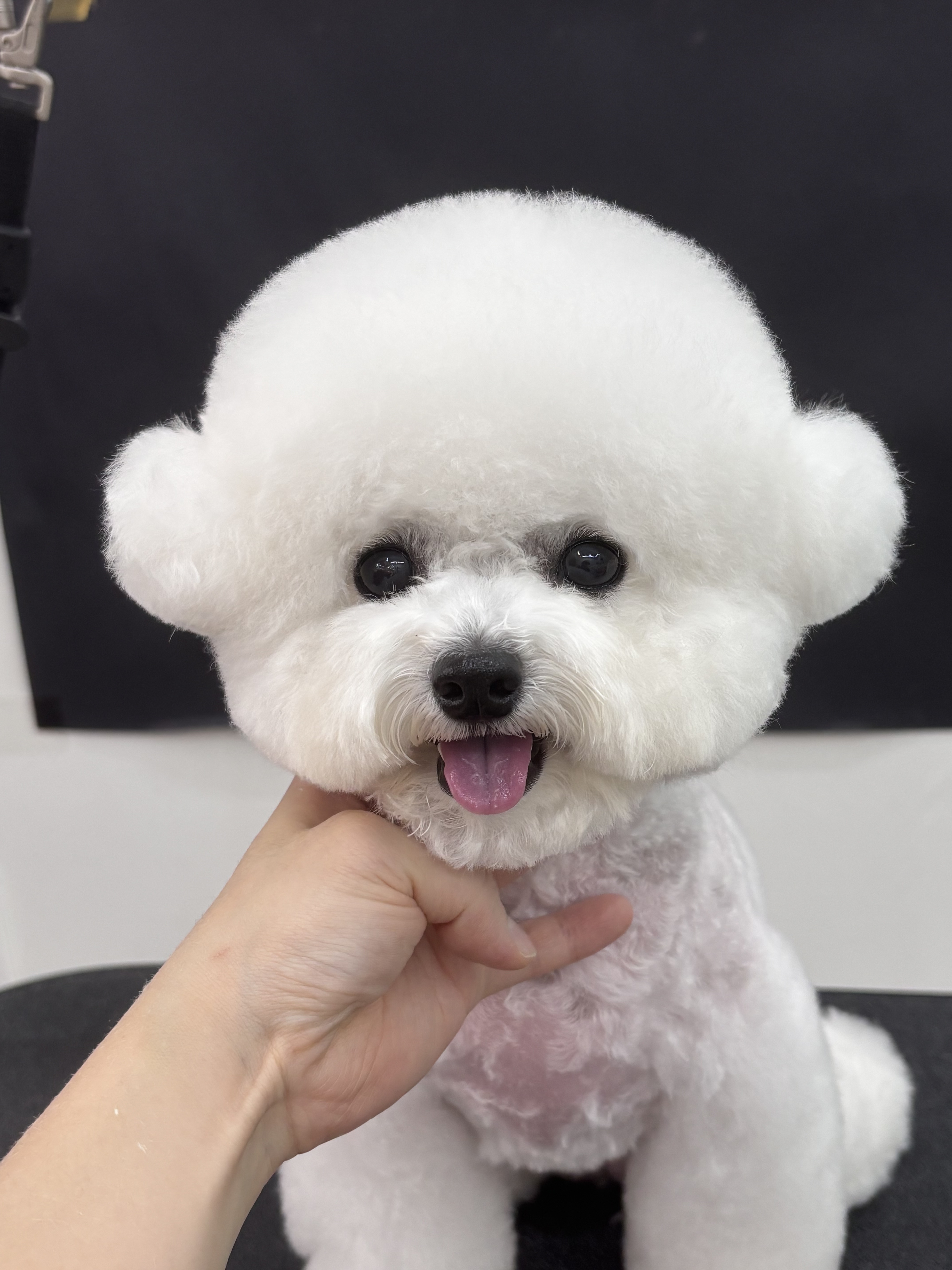 어썸독 대표 이미지