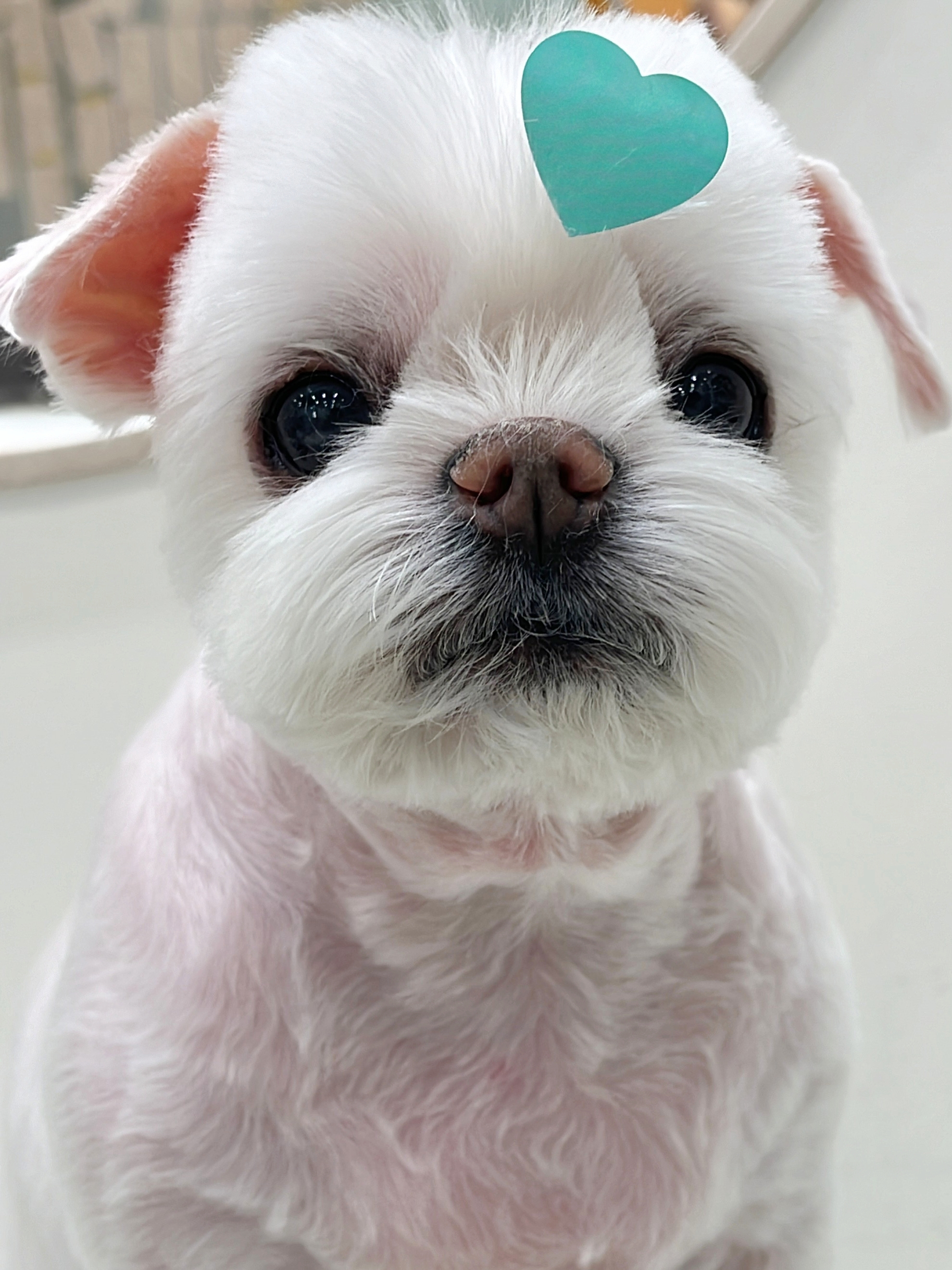 산뜻하개 대표 이미지