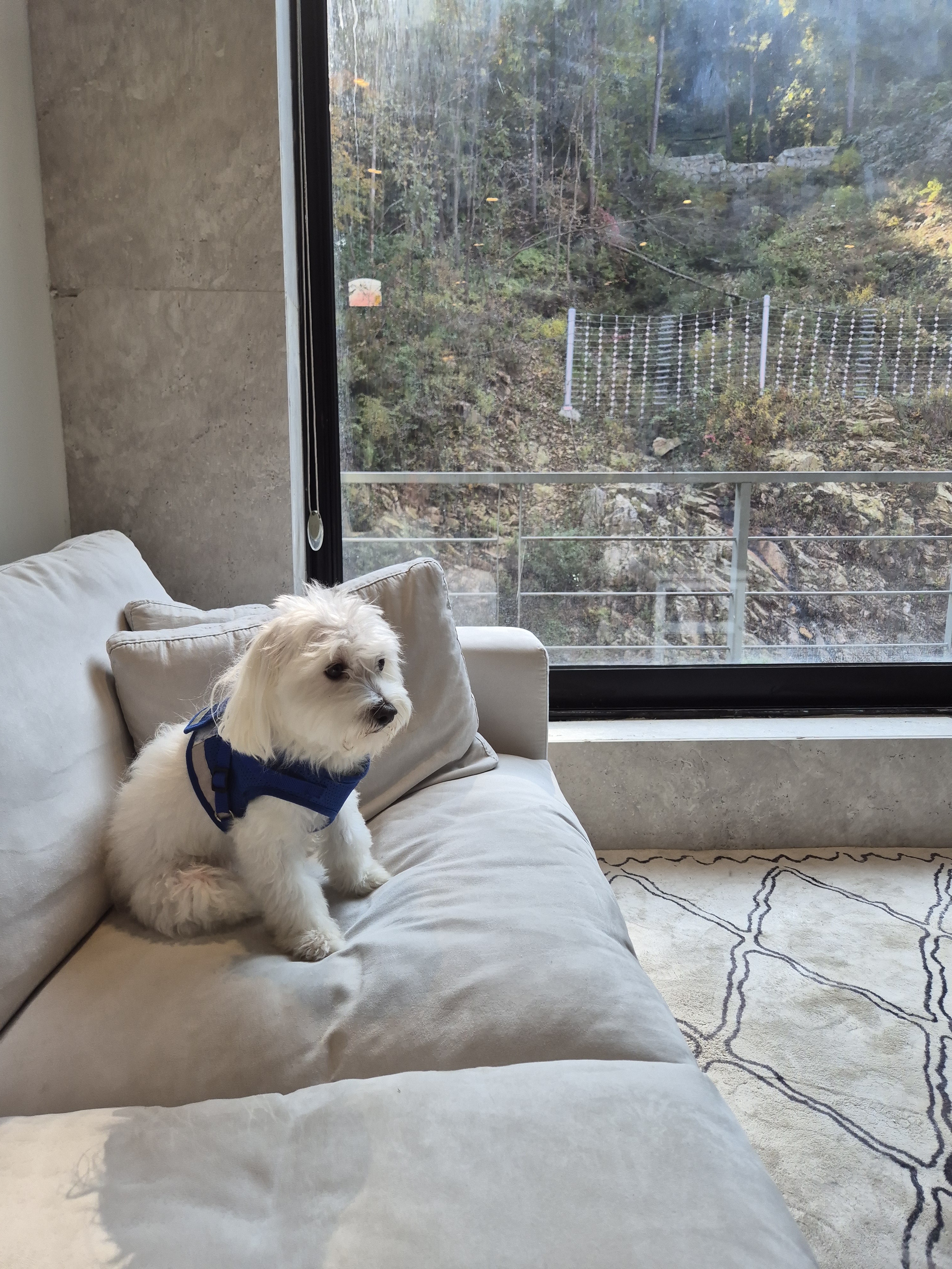 파트라슈 대표 이미지