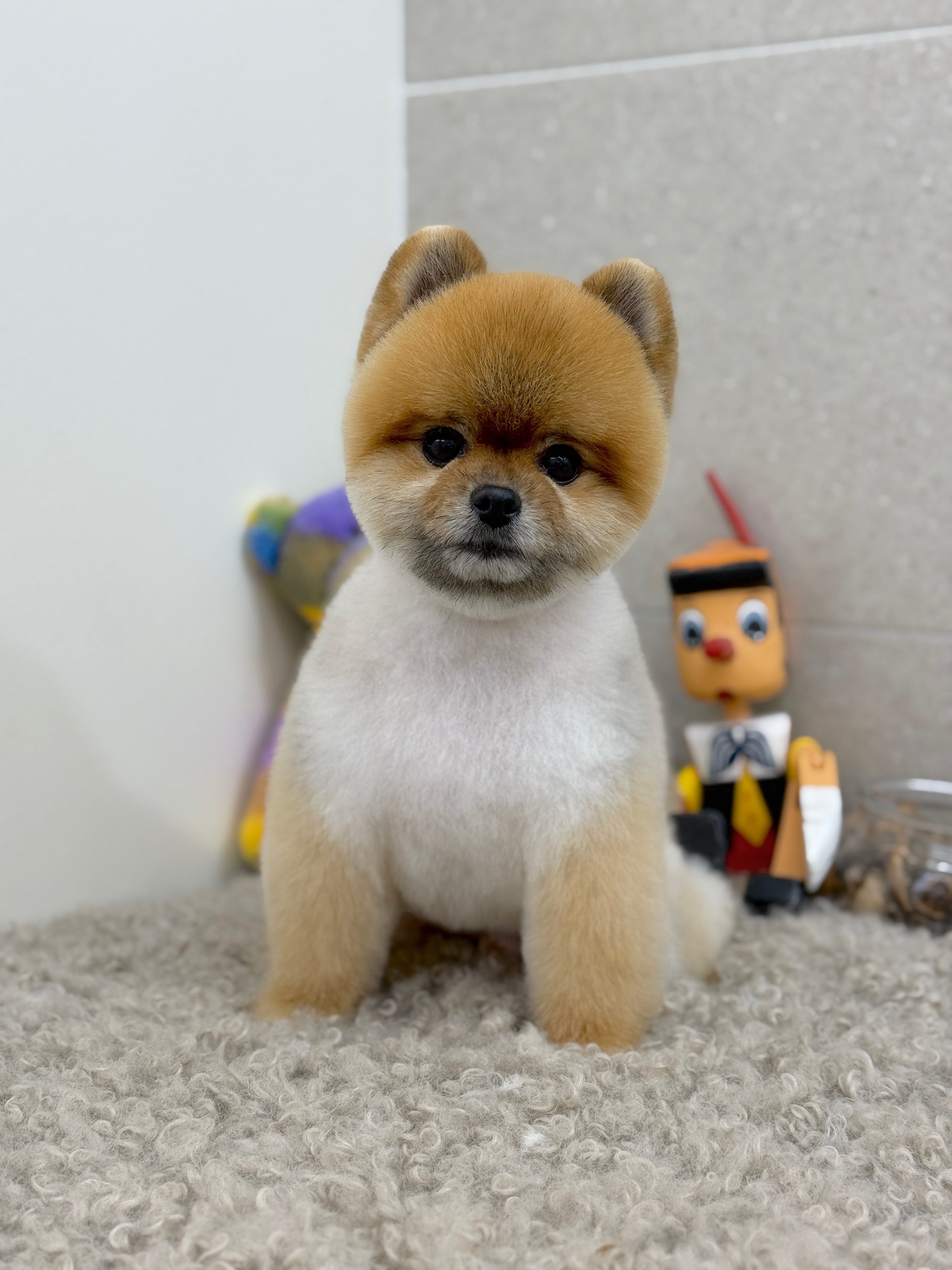 몽레브애견미용실 대표 이미지