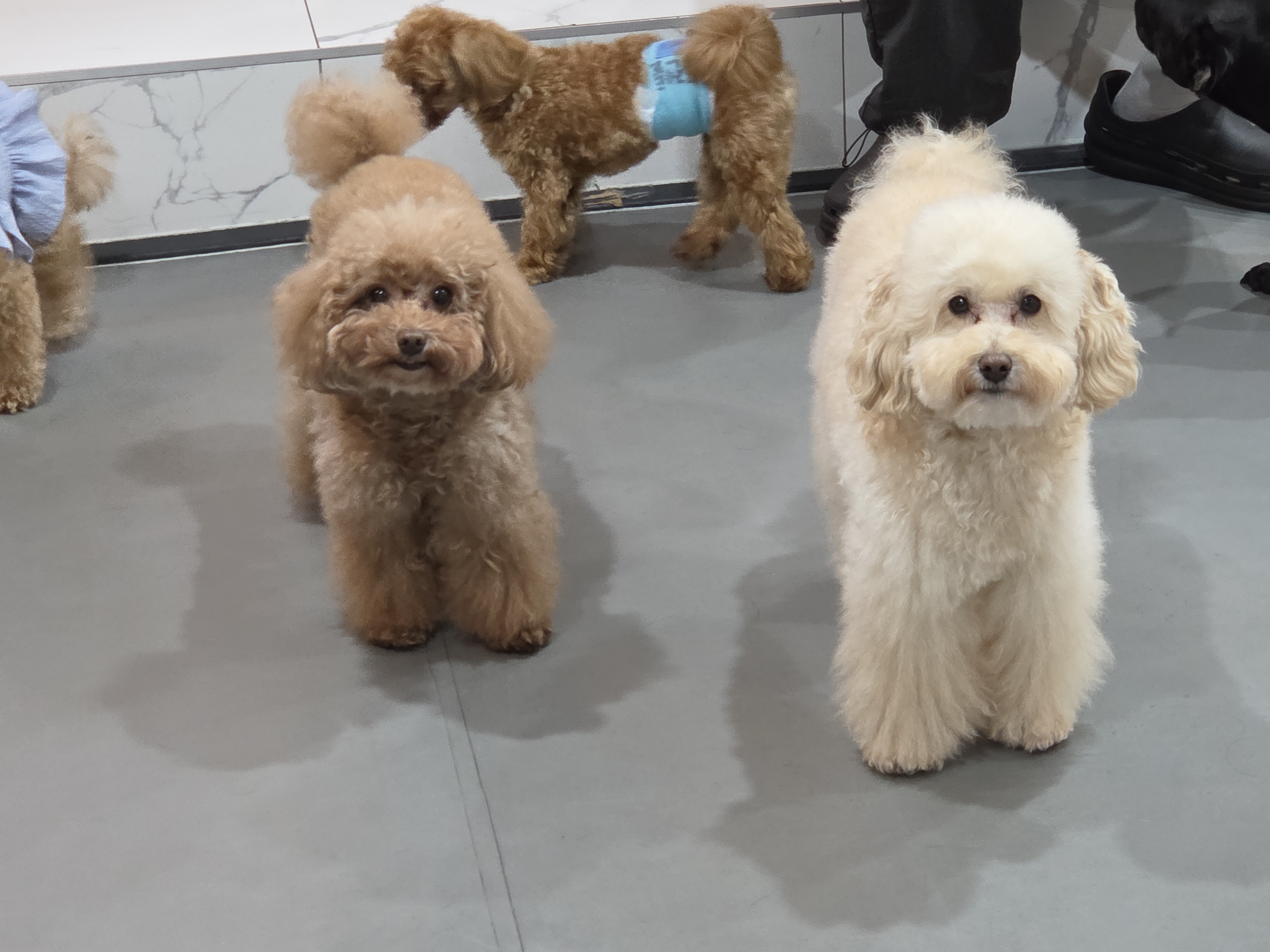 봉브라더스 강아지카페 2