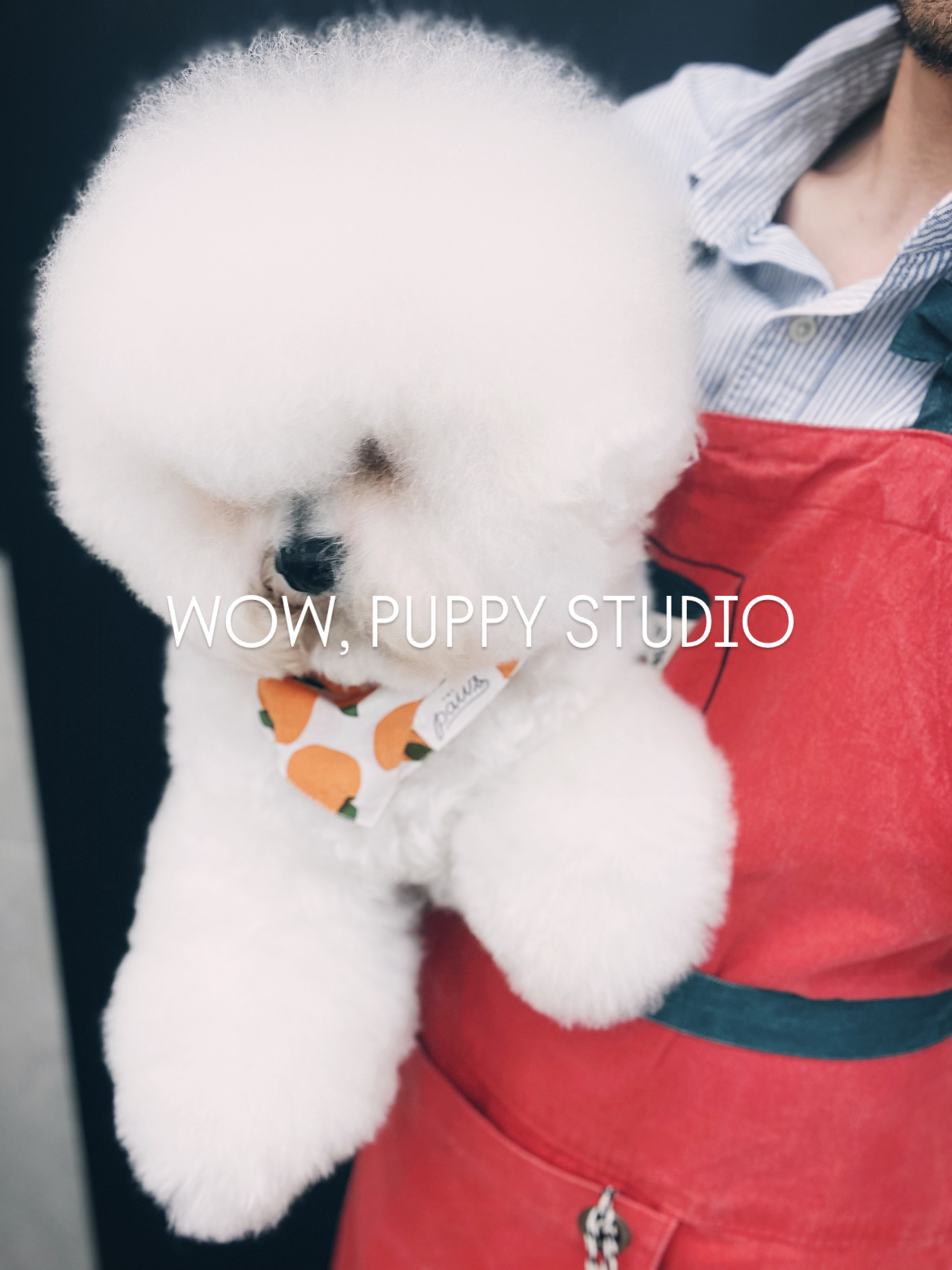 와우퍼피 대표 이미지