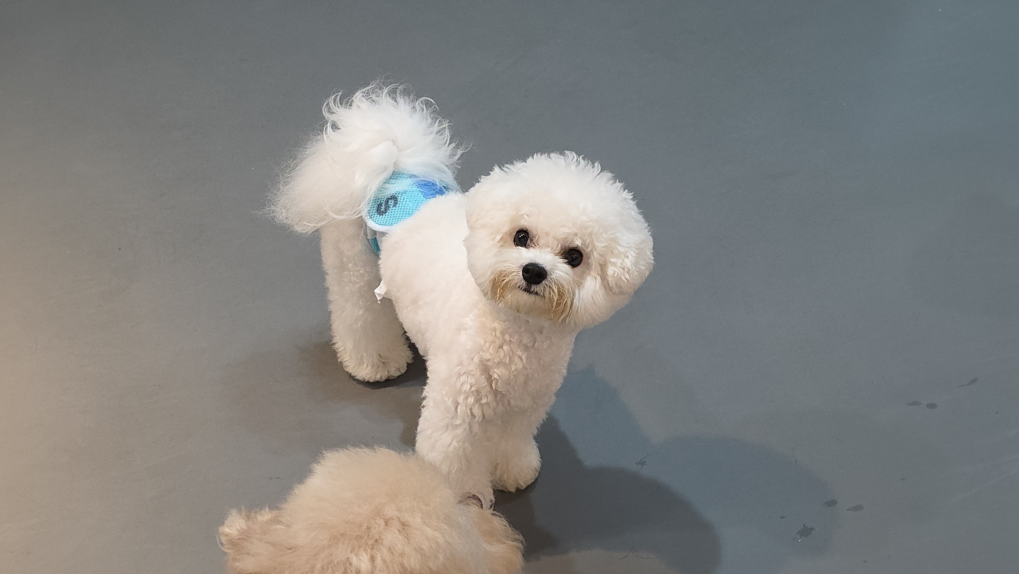 봉브라더스 강아지카페 반려동물 동반 애견카페