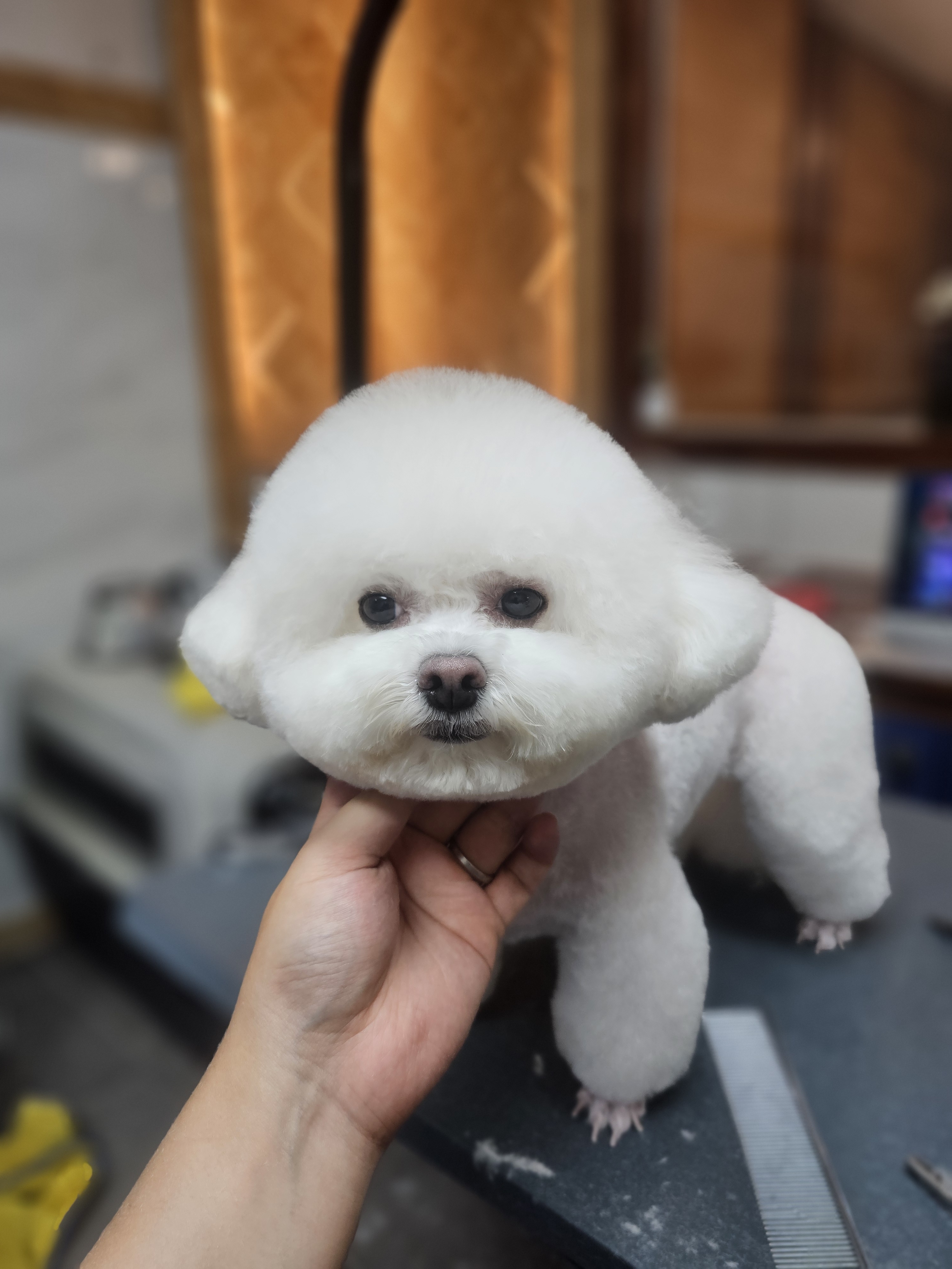 도그트리 애견미용실 대표 이미지