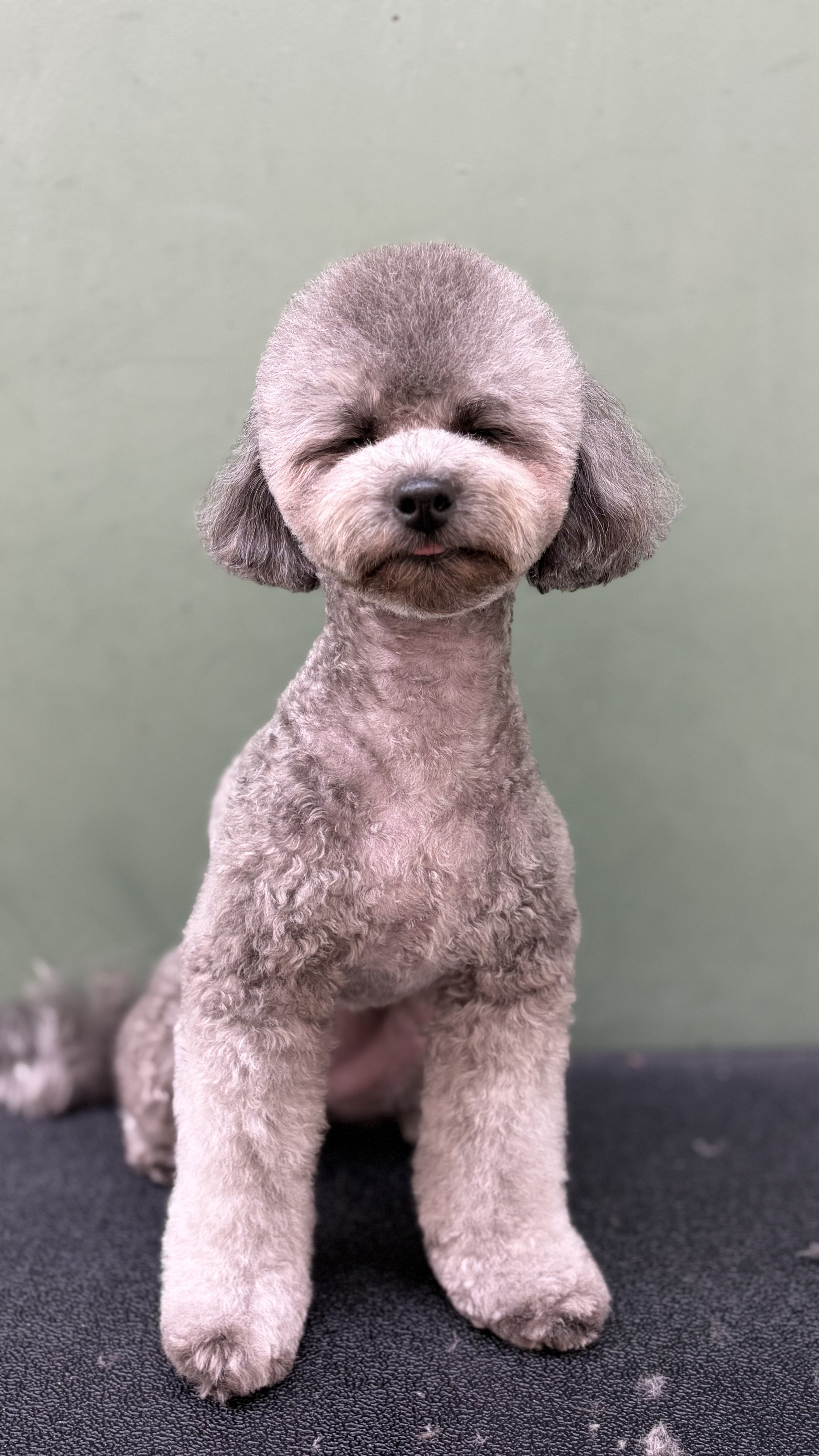 올댓독 애견미용실 대표 이미지