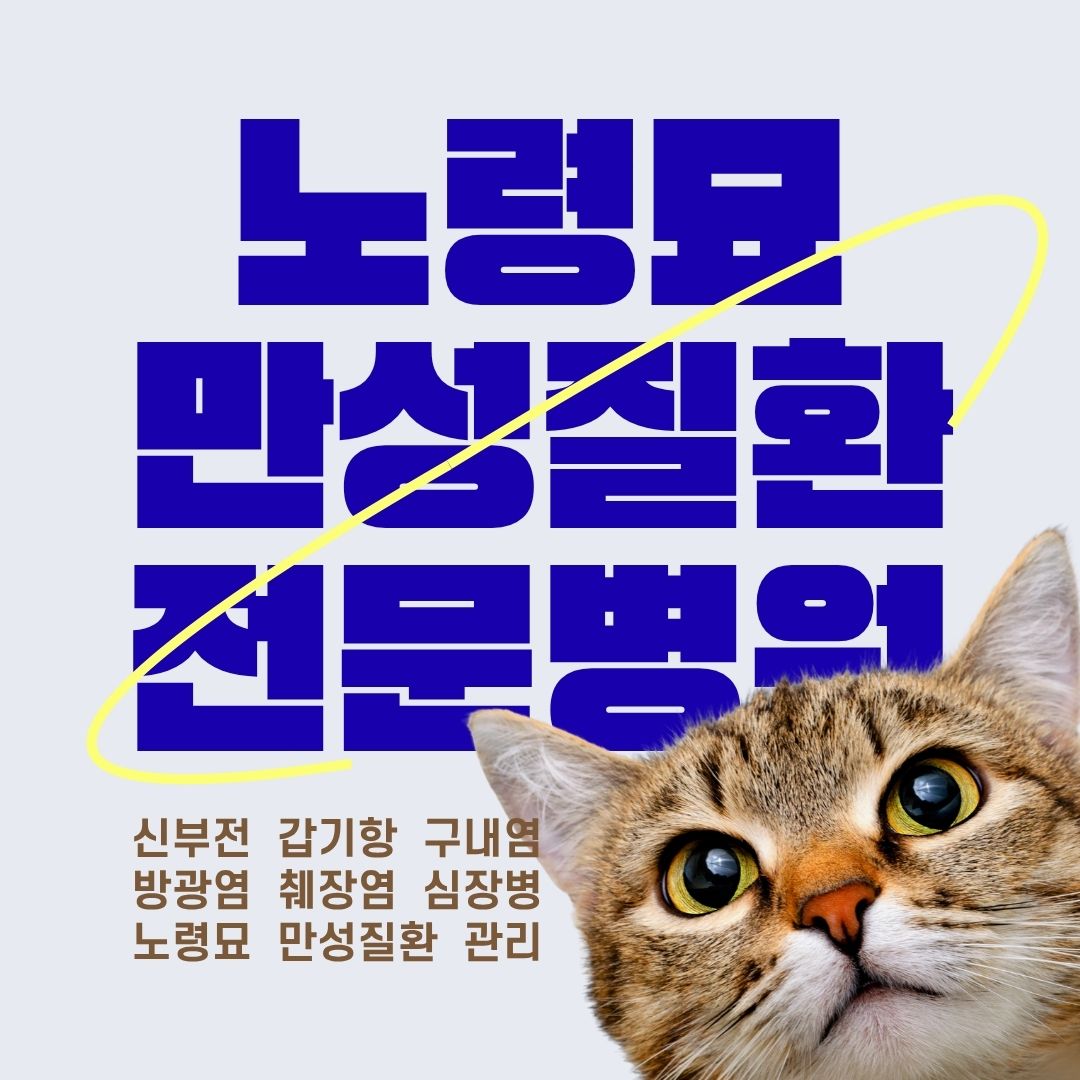 고양이 병원 백산동물병원 대표 이미지