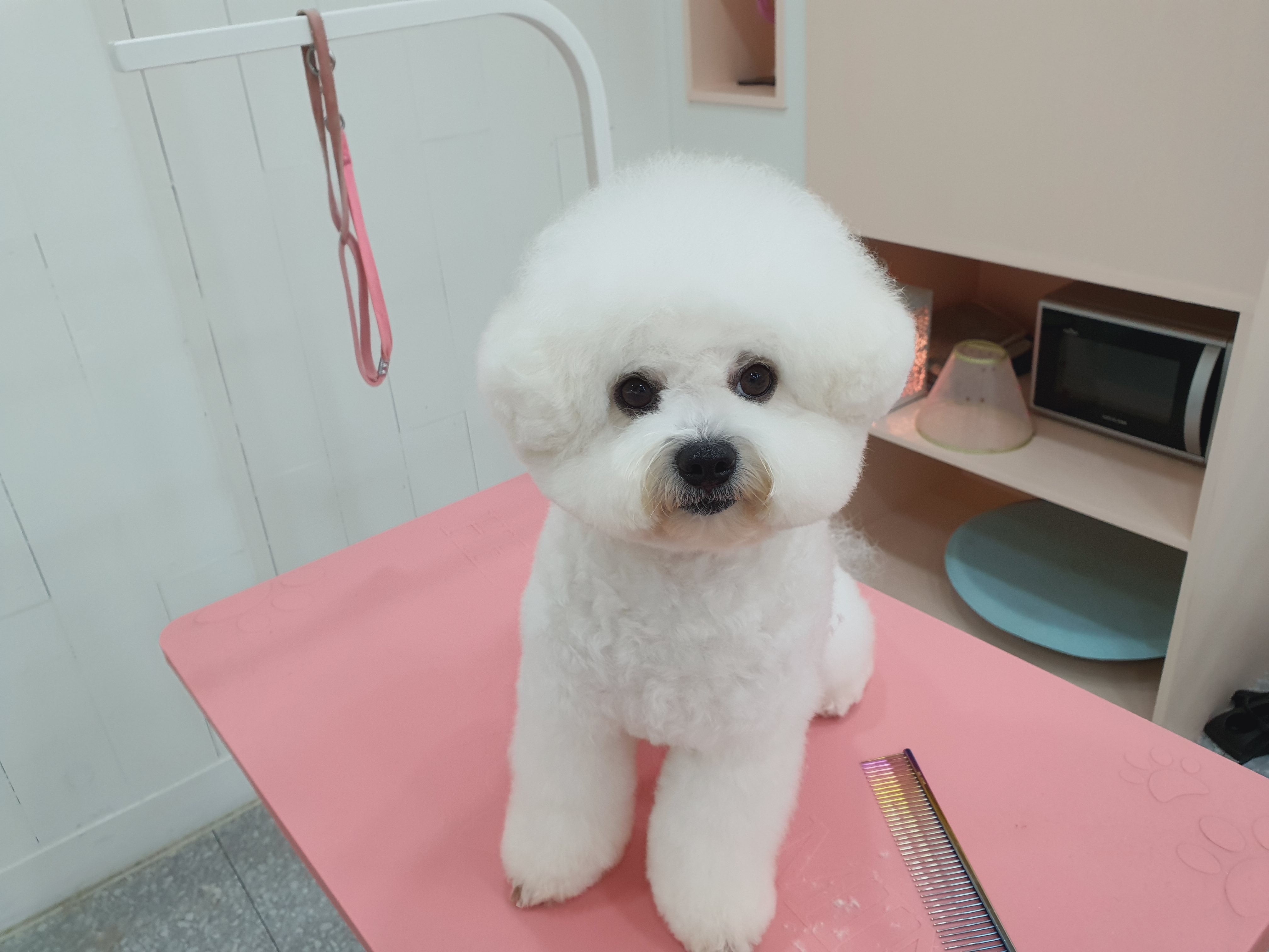 투숑펫살롱 대표 이미지