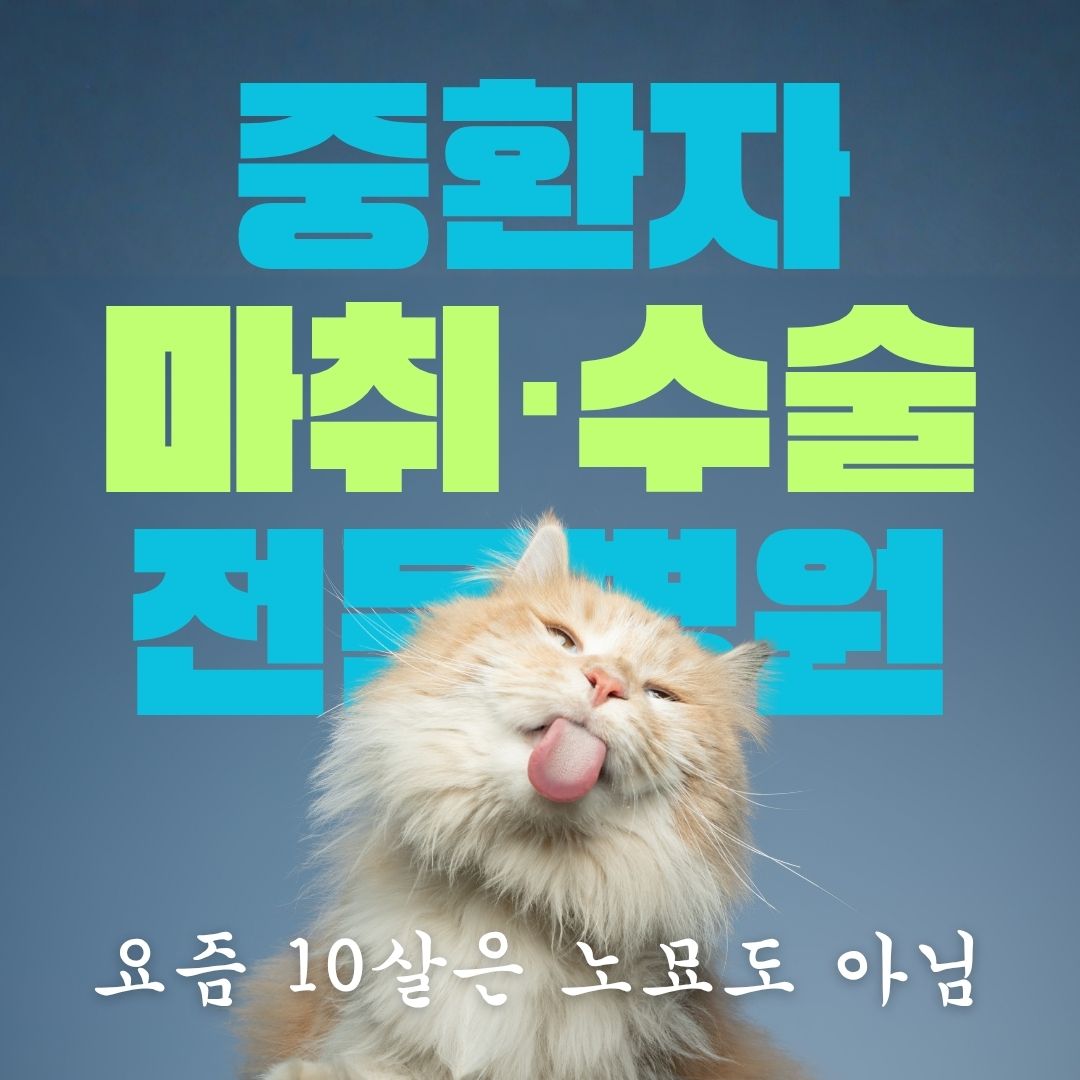 고양이 병원 백산동물병원 대표 이미지