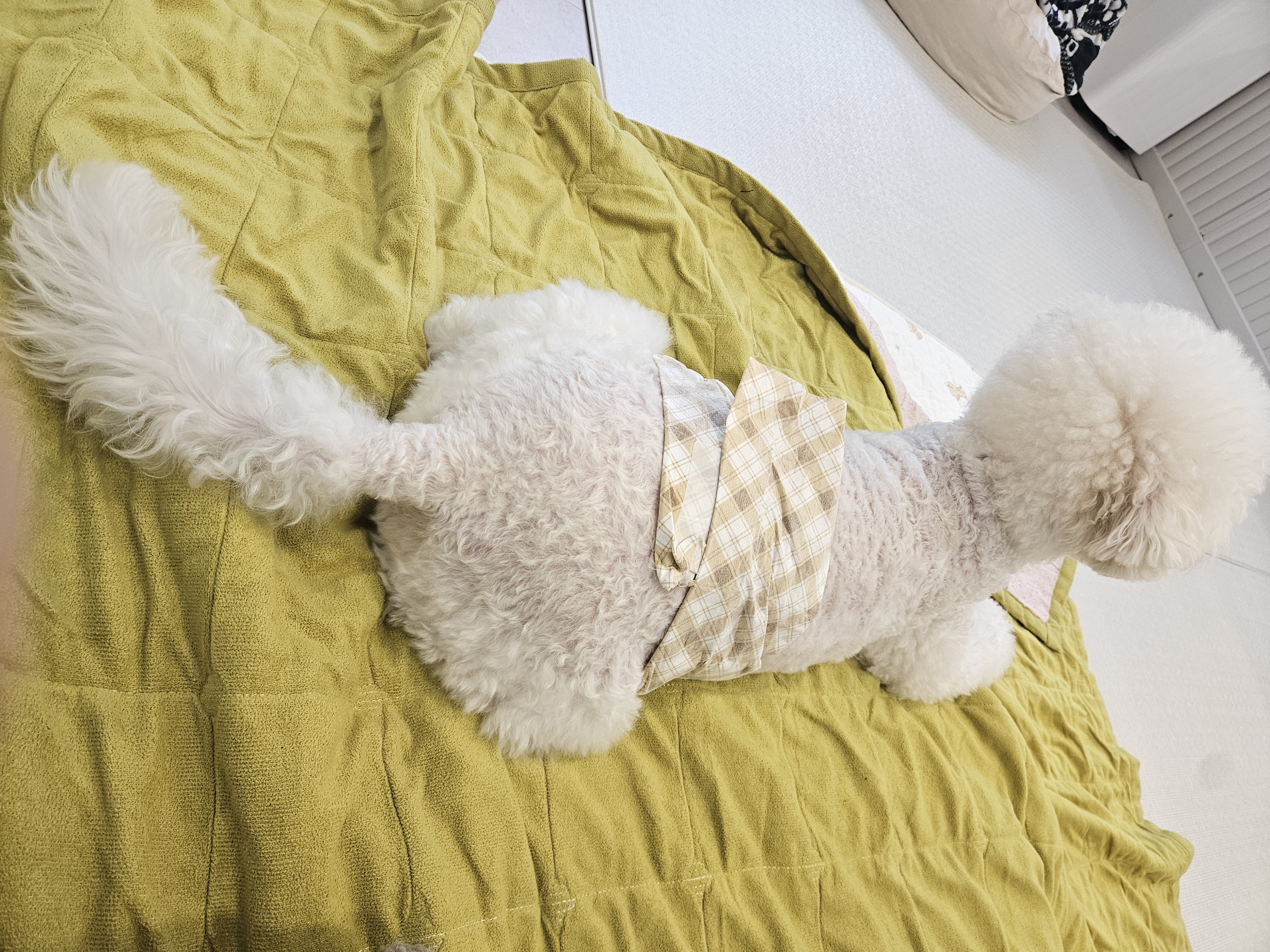 댕모닝애견호텔데이케어 대표 이미지