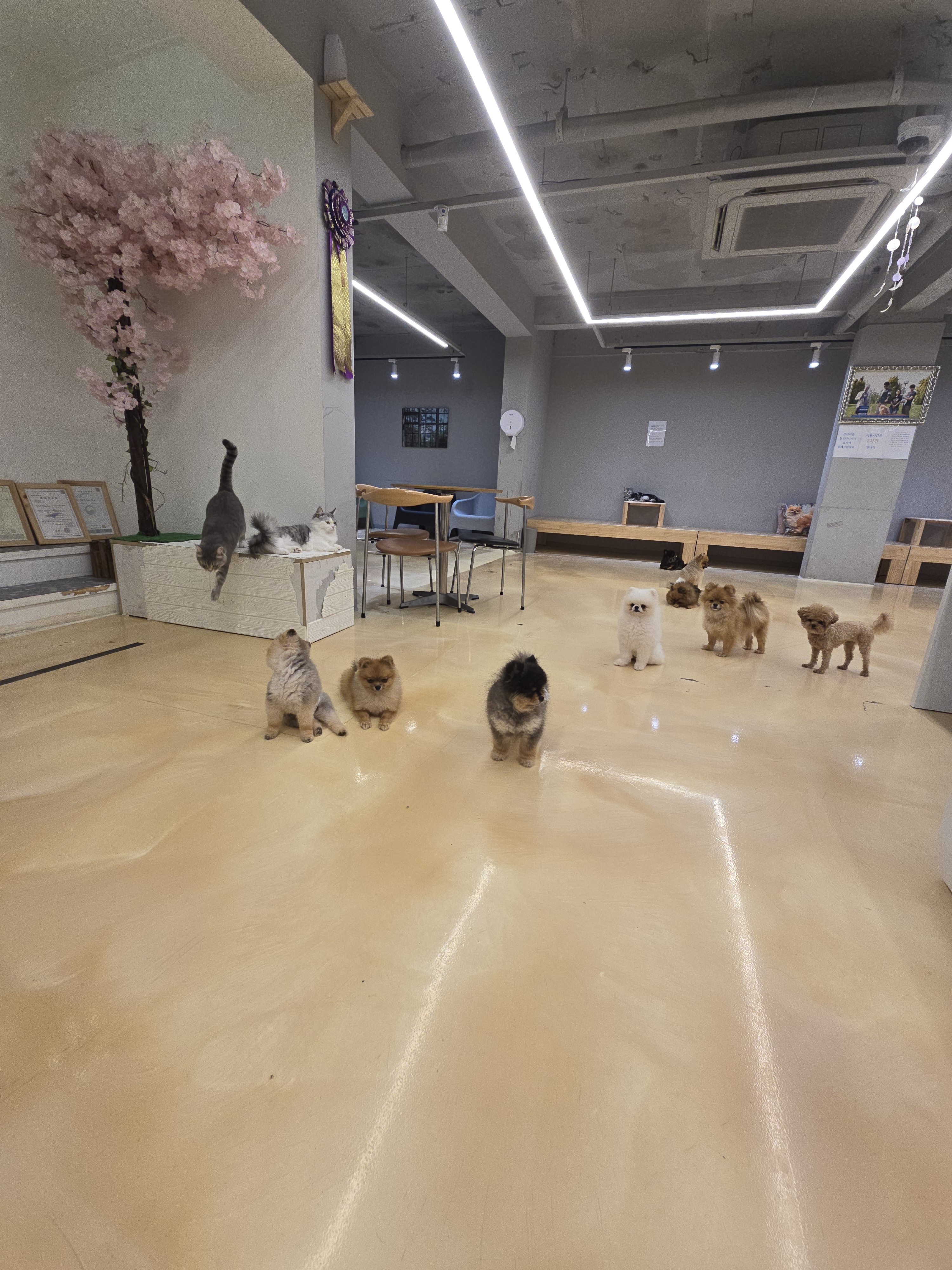 라이크펫 대표 이미지