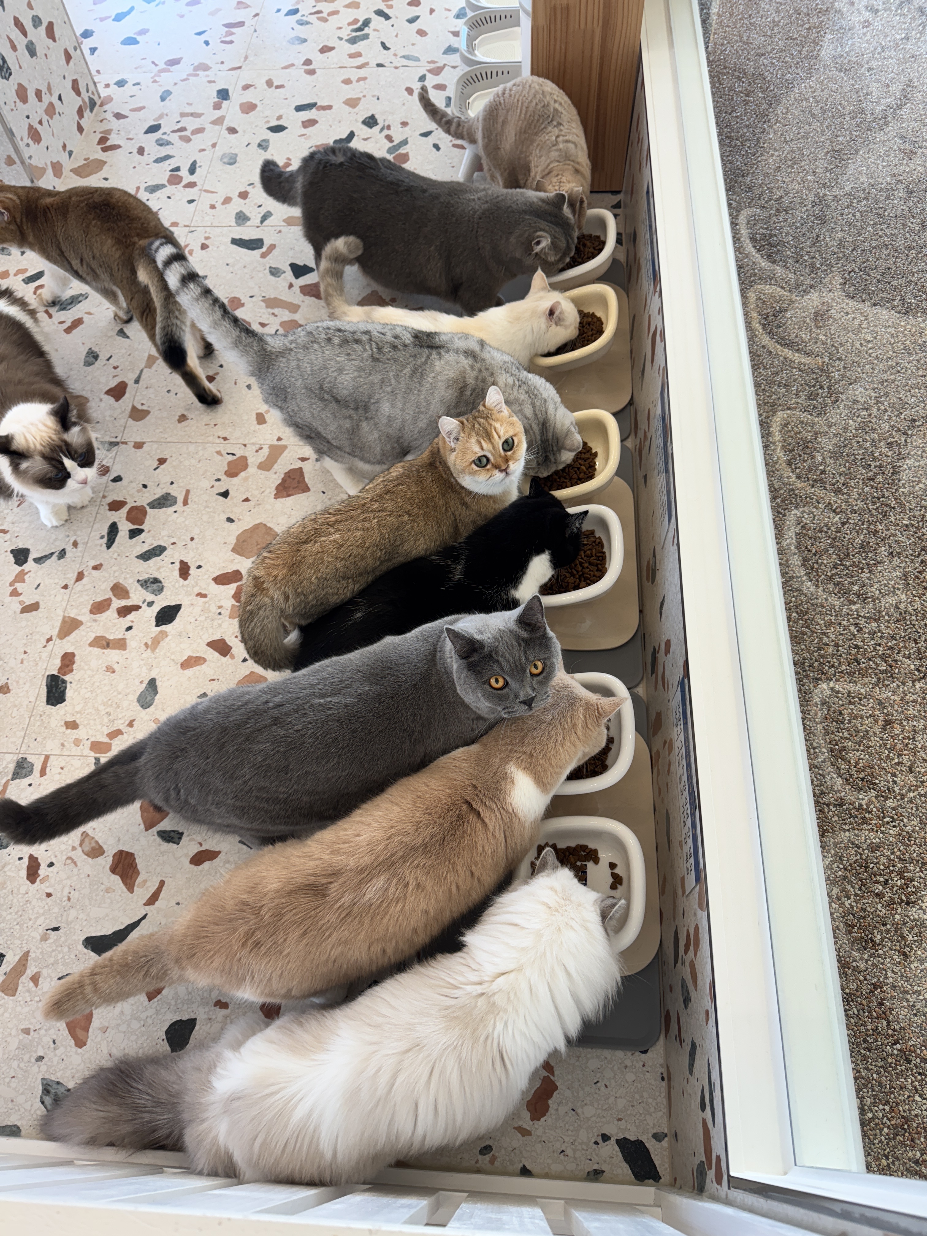 나만 없어 고양이 대표 이미지