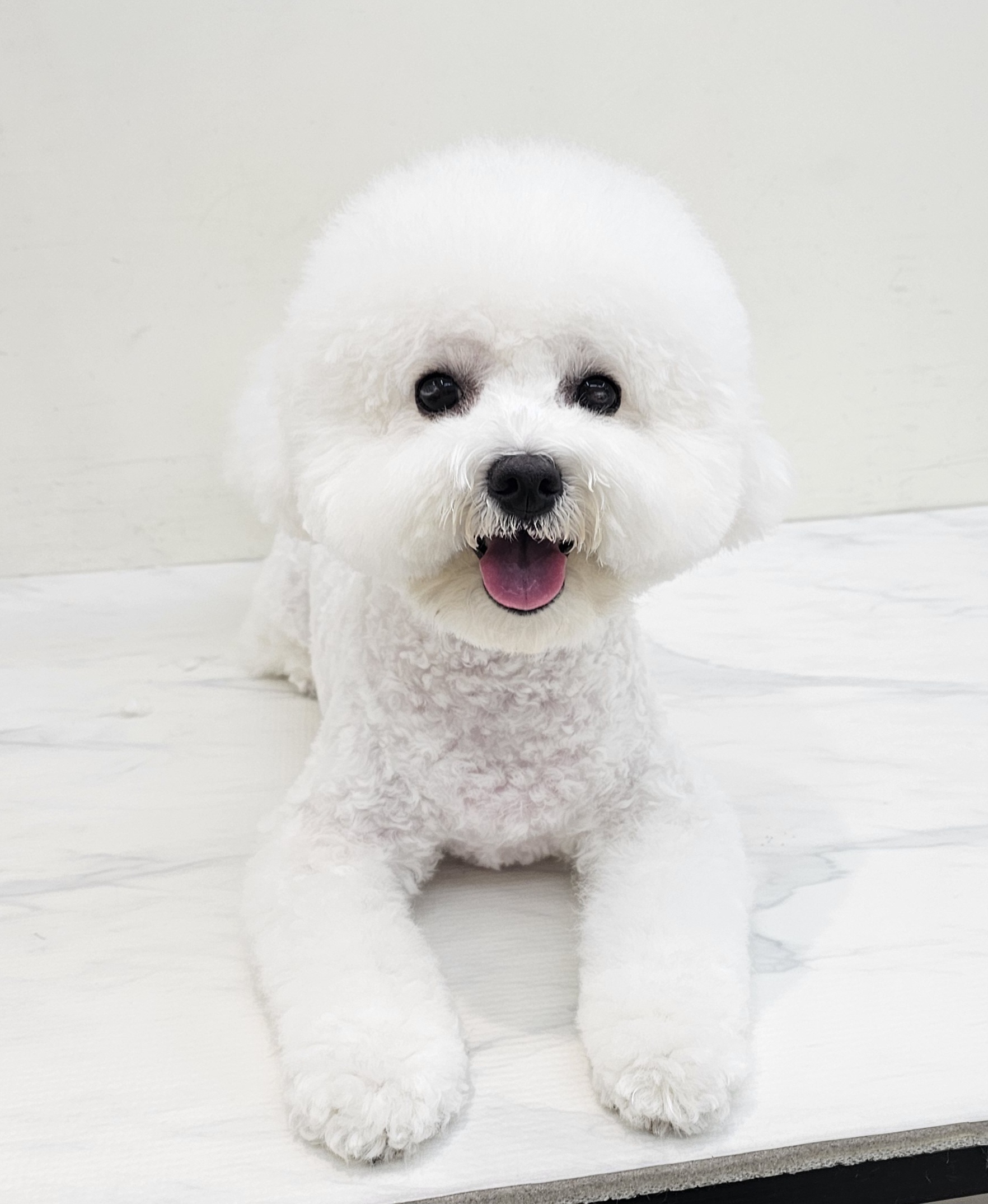 엘레멍스 대표 이미지