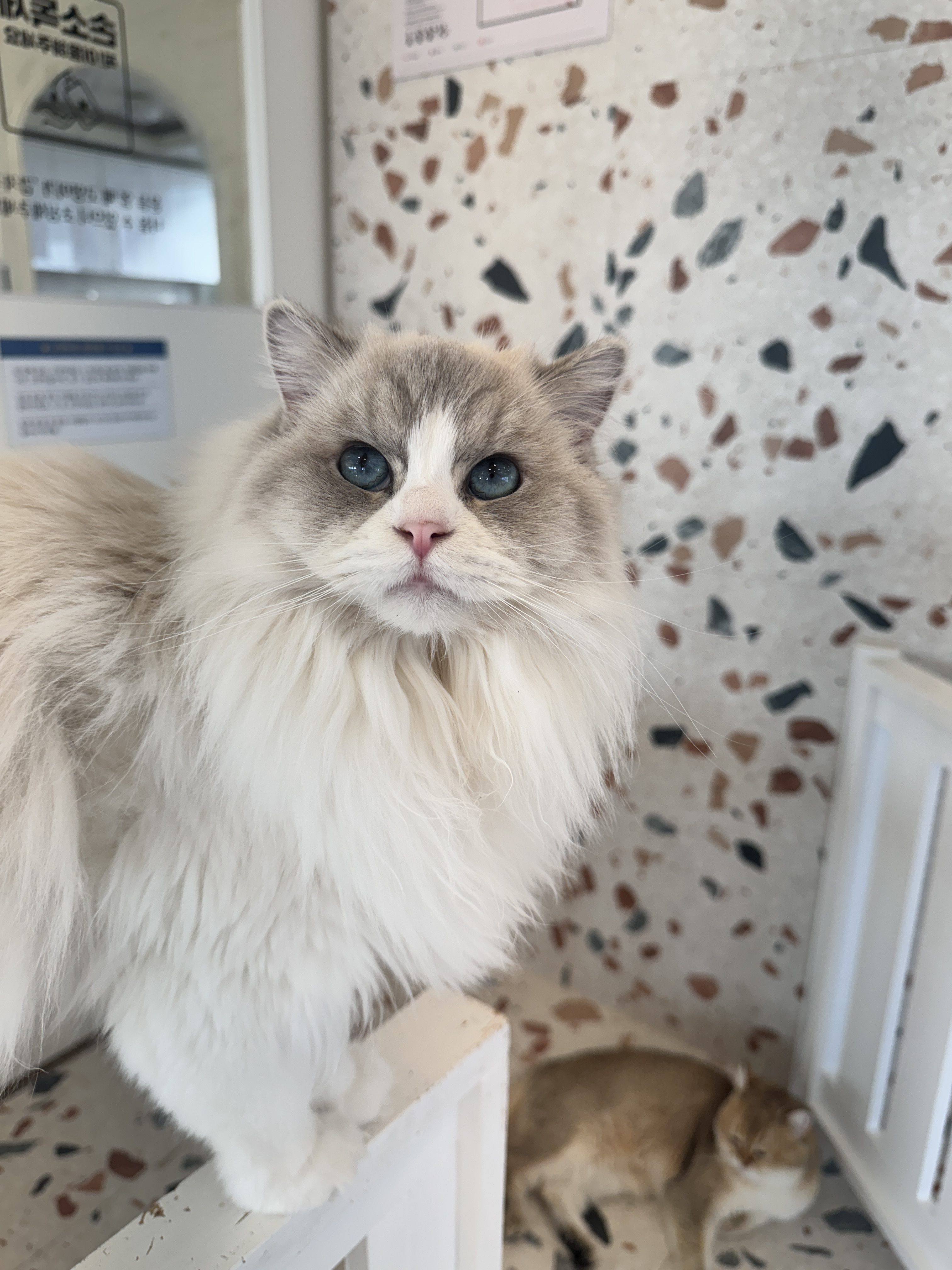 나만 없어 고양이 대표 이미지