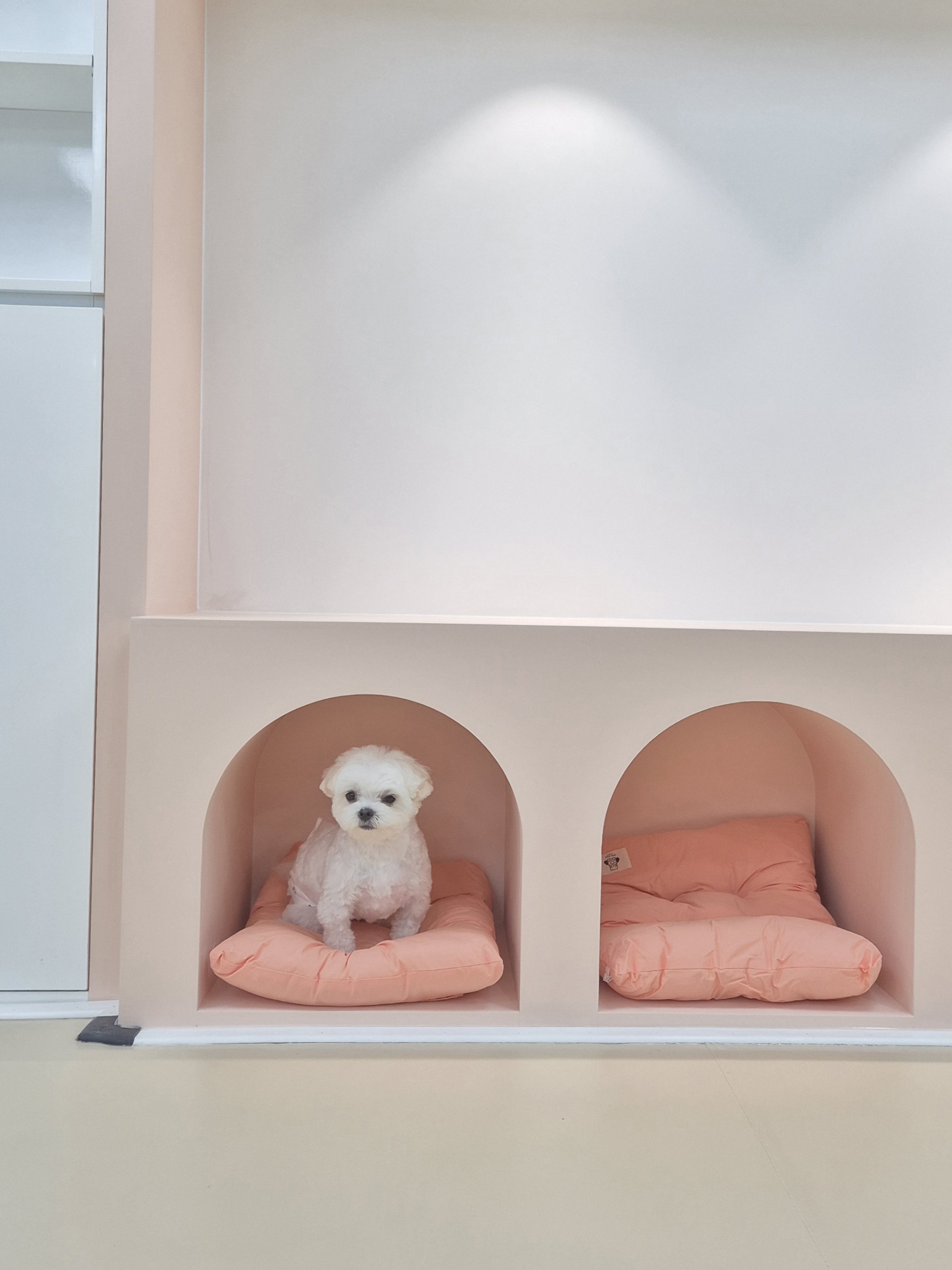 아지콩콩 반려견유치원 대표 이미지