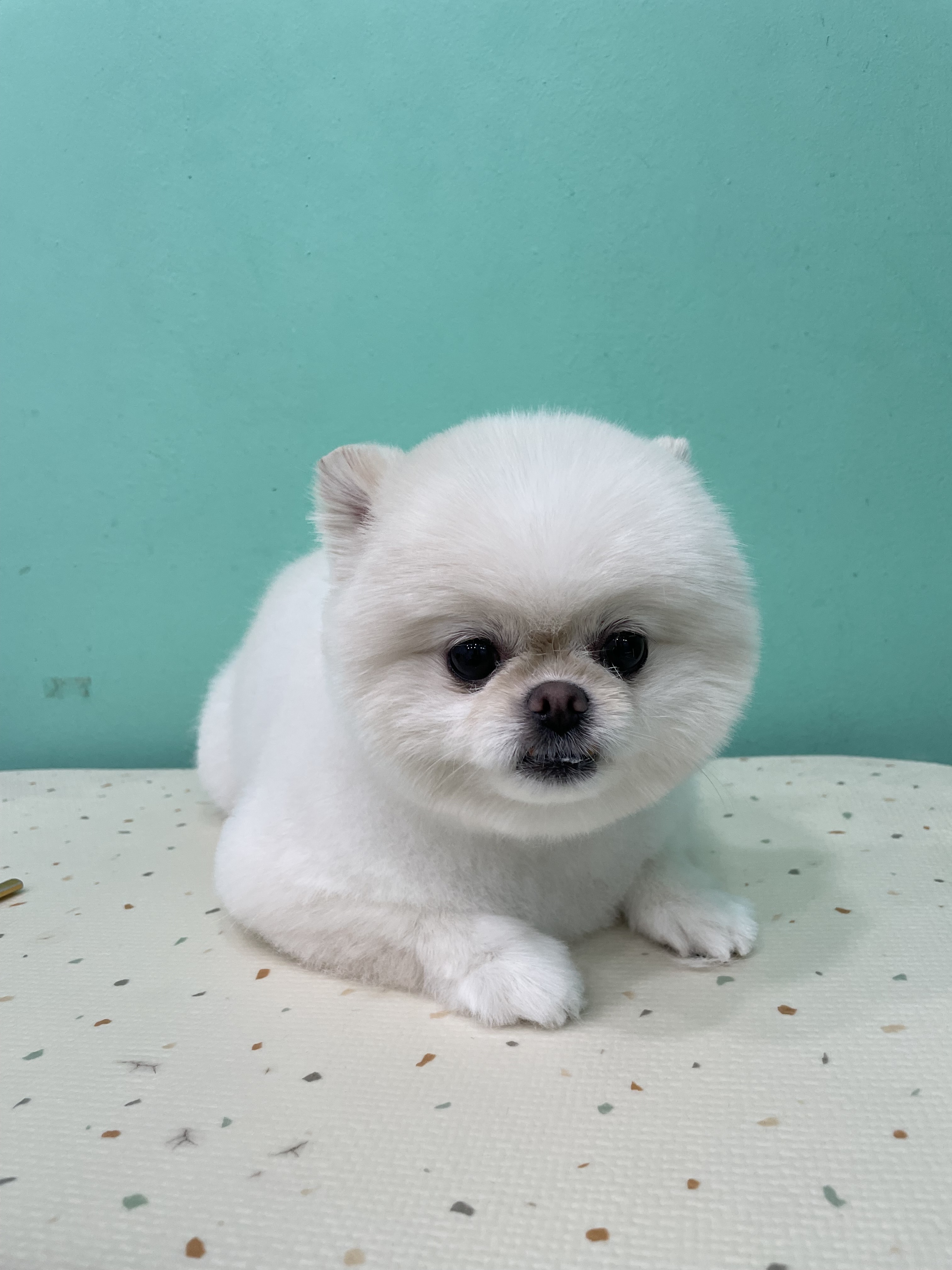 멍블리펫살롱 대표 이미지