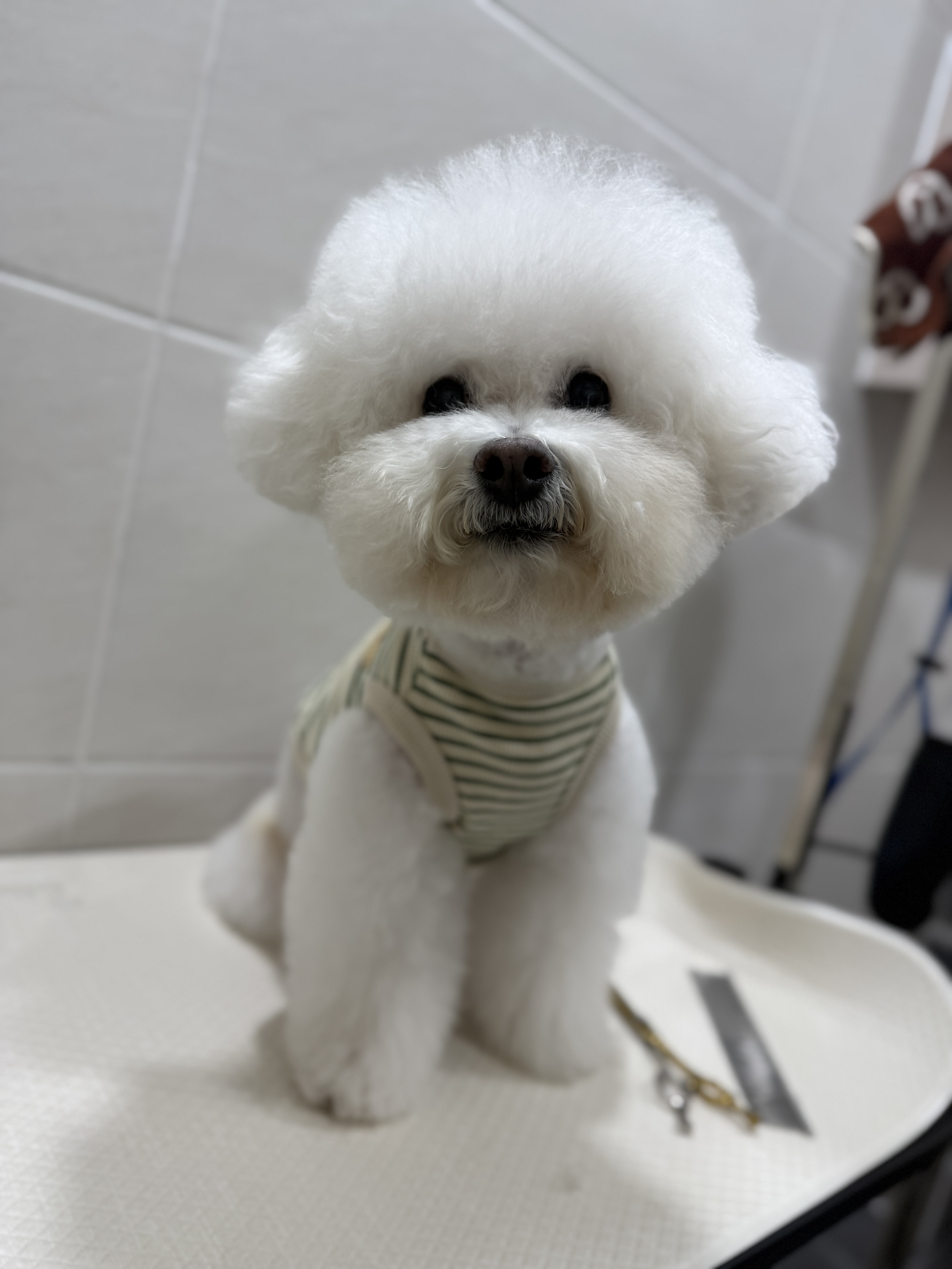 컴피그루밍 대표 이미지