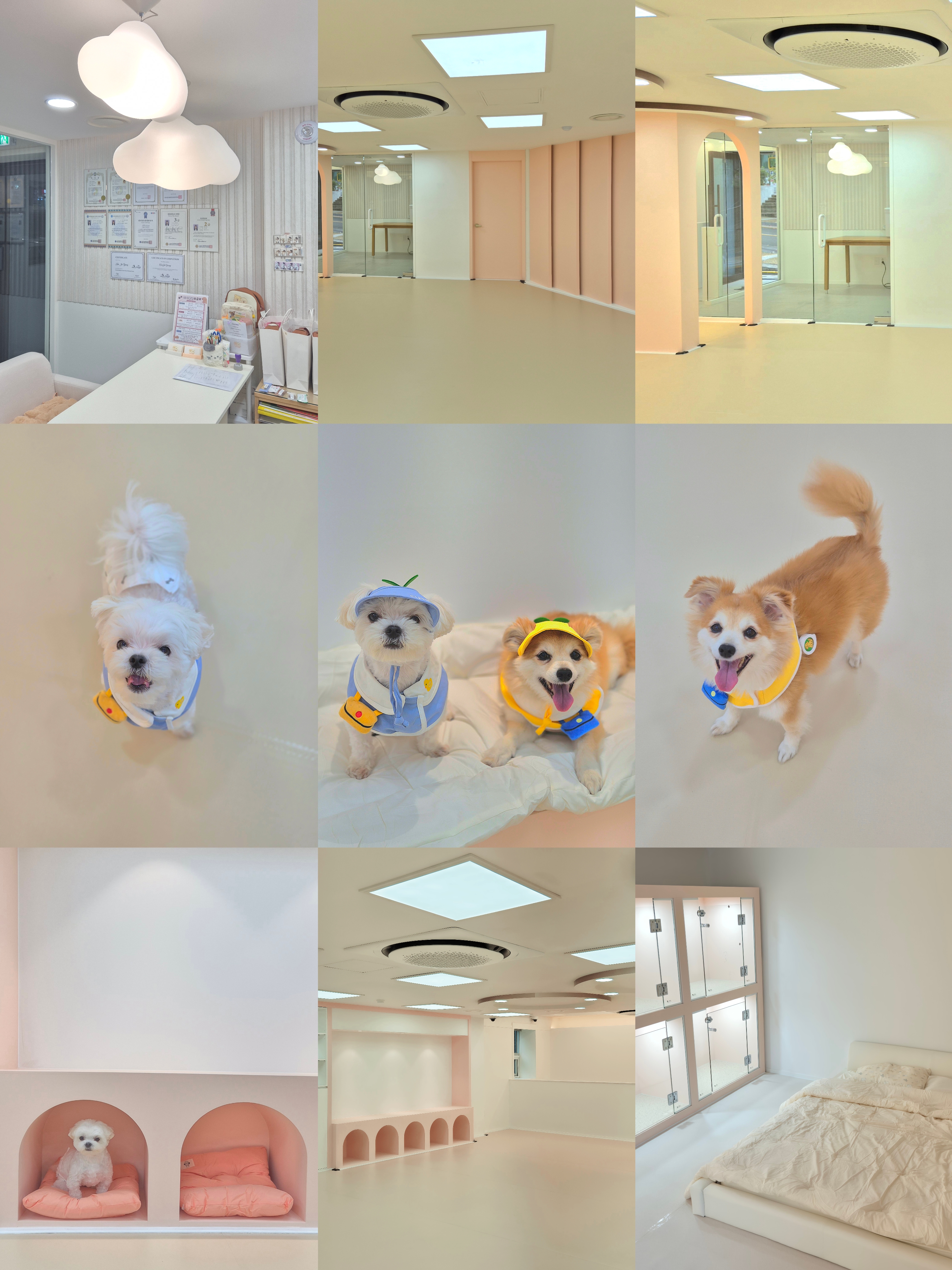 아지콩콩 대표 이미지
