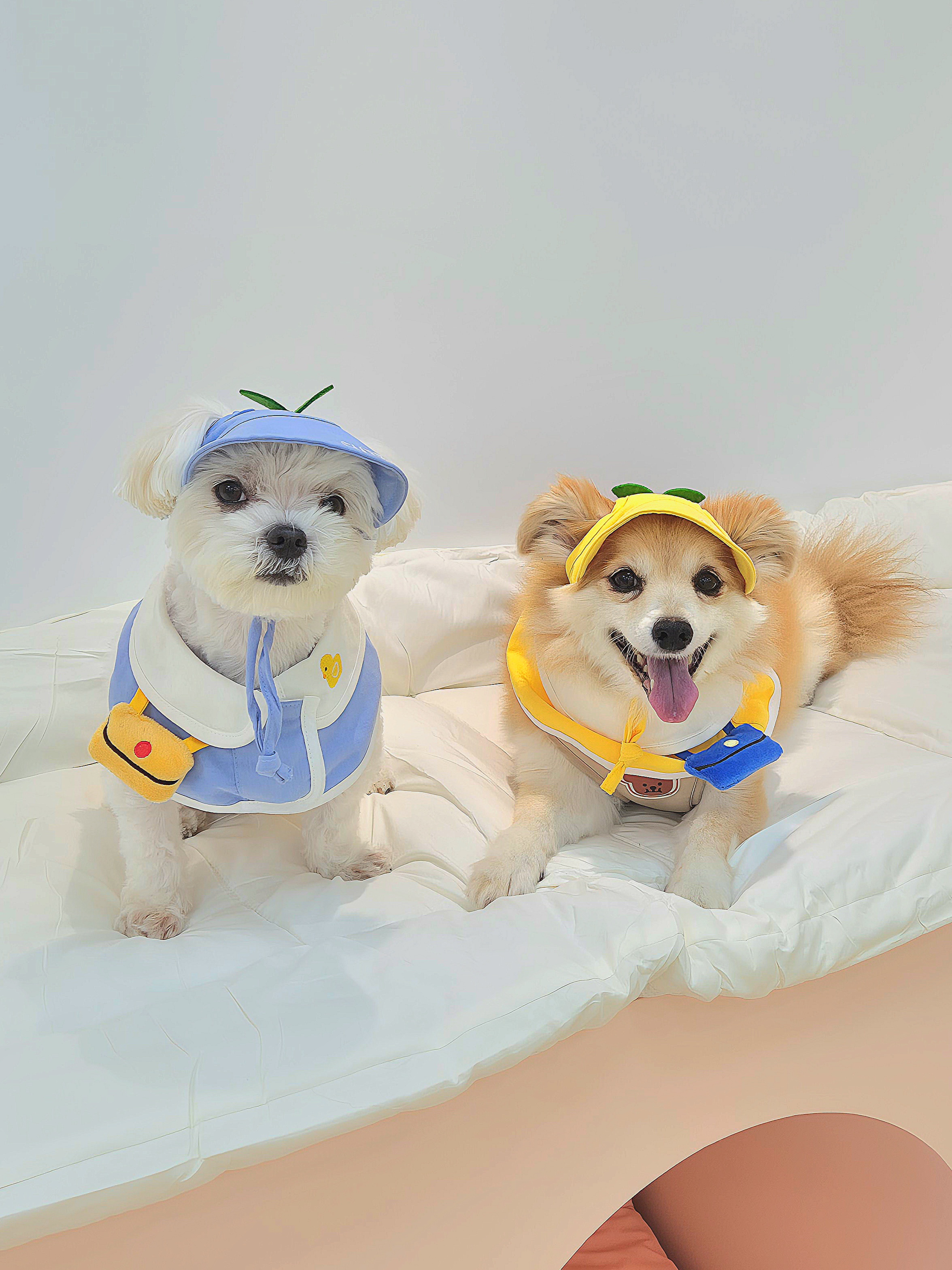아지콩콩 반려견유치원 대표 이미지
