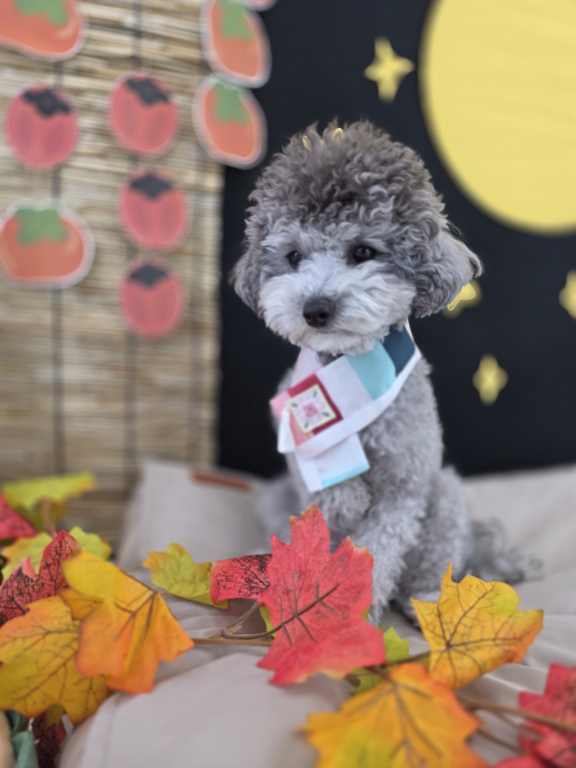 더봄 애견유치원&호텔&운동장 대표 이미지