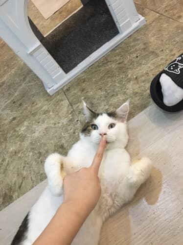 캣과사분의삼