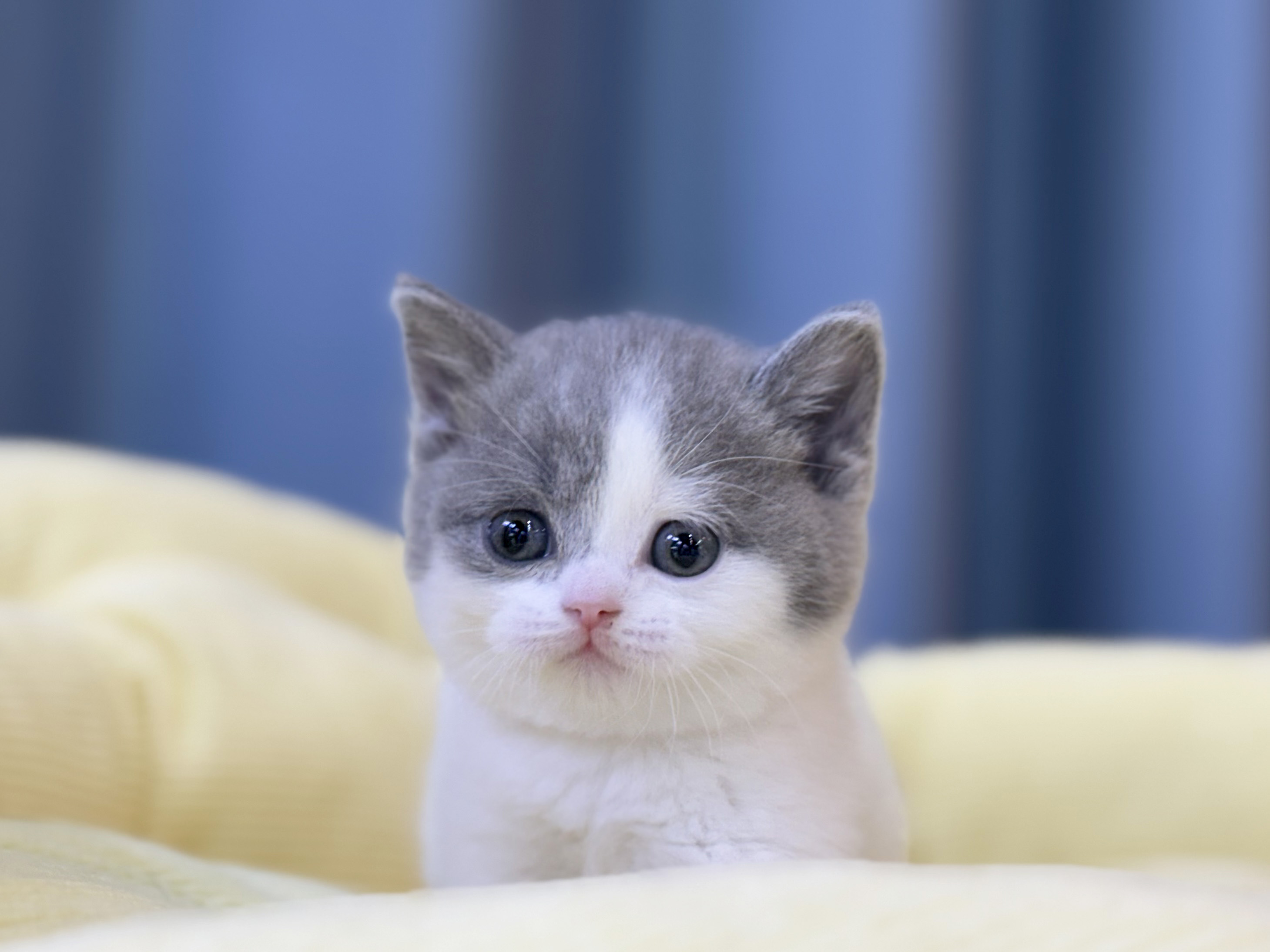 미유펫 김포점 대표 이미지