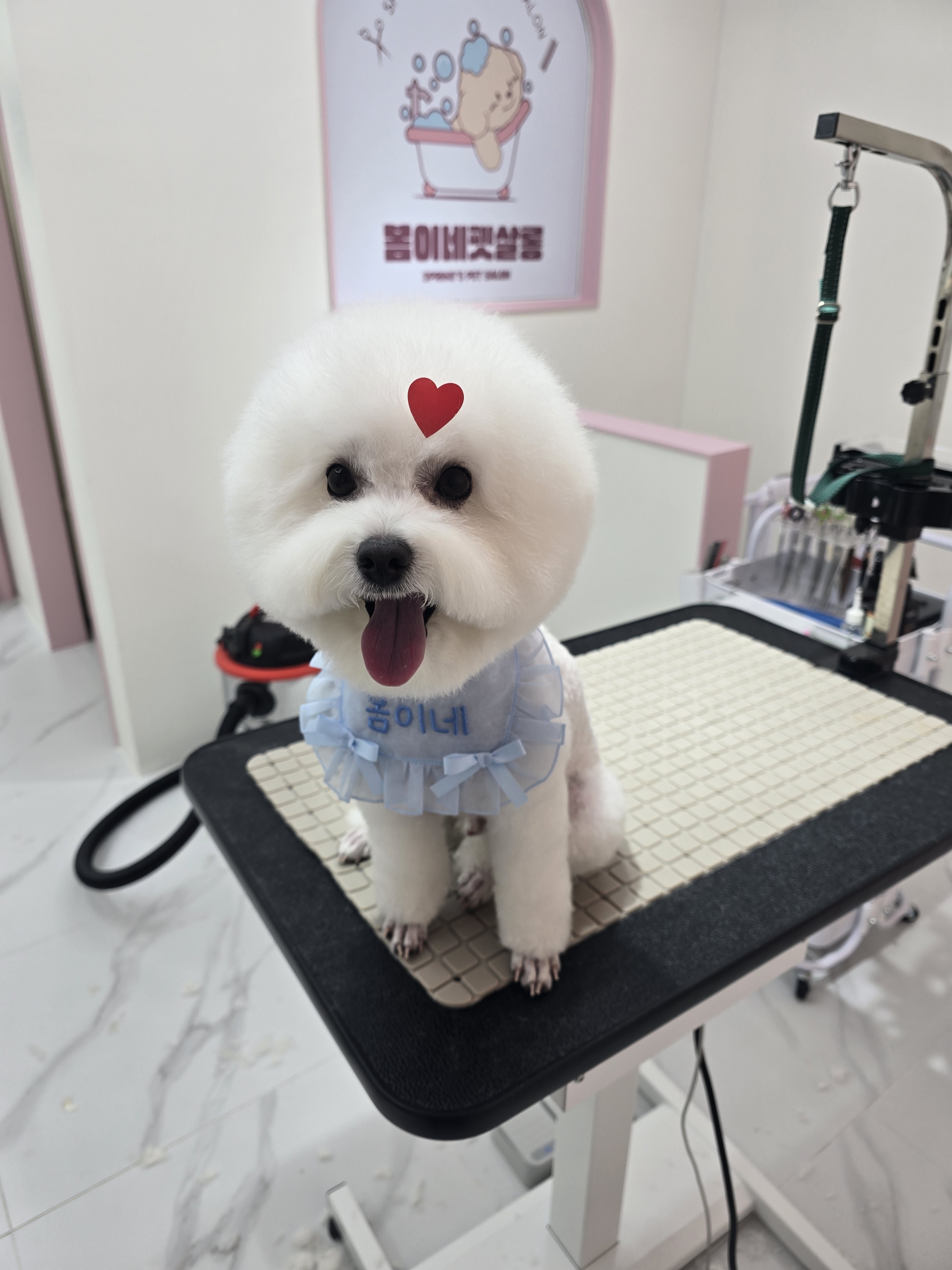 봄이네 펫살롱 대표 이미지