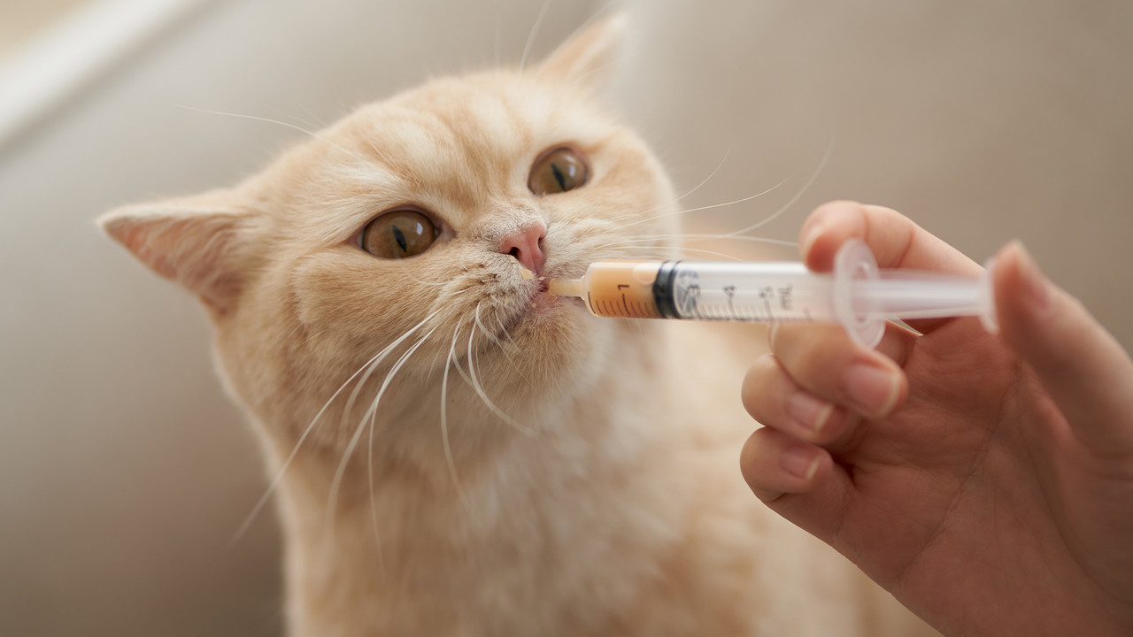 하울팟 시터 대표 이미지