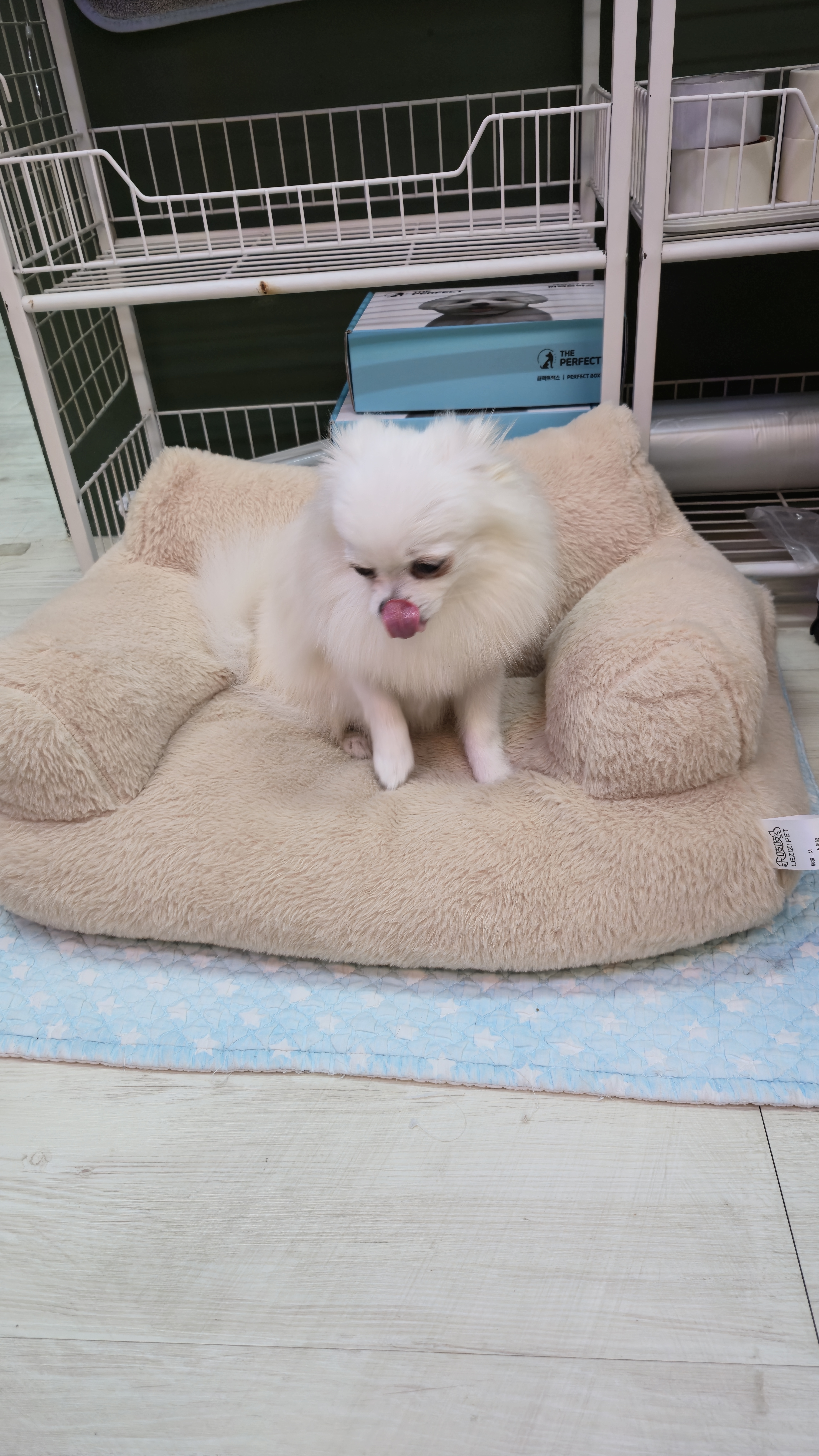 도그힐링 상주견카페 3