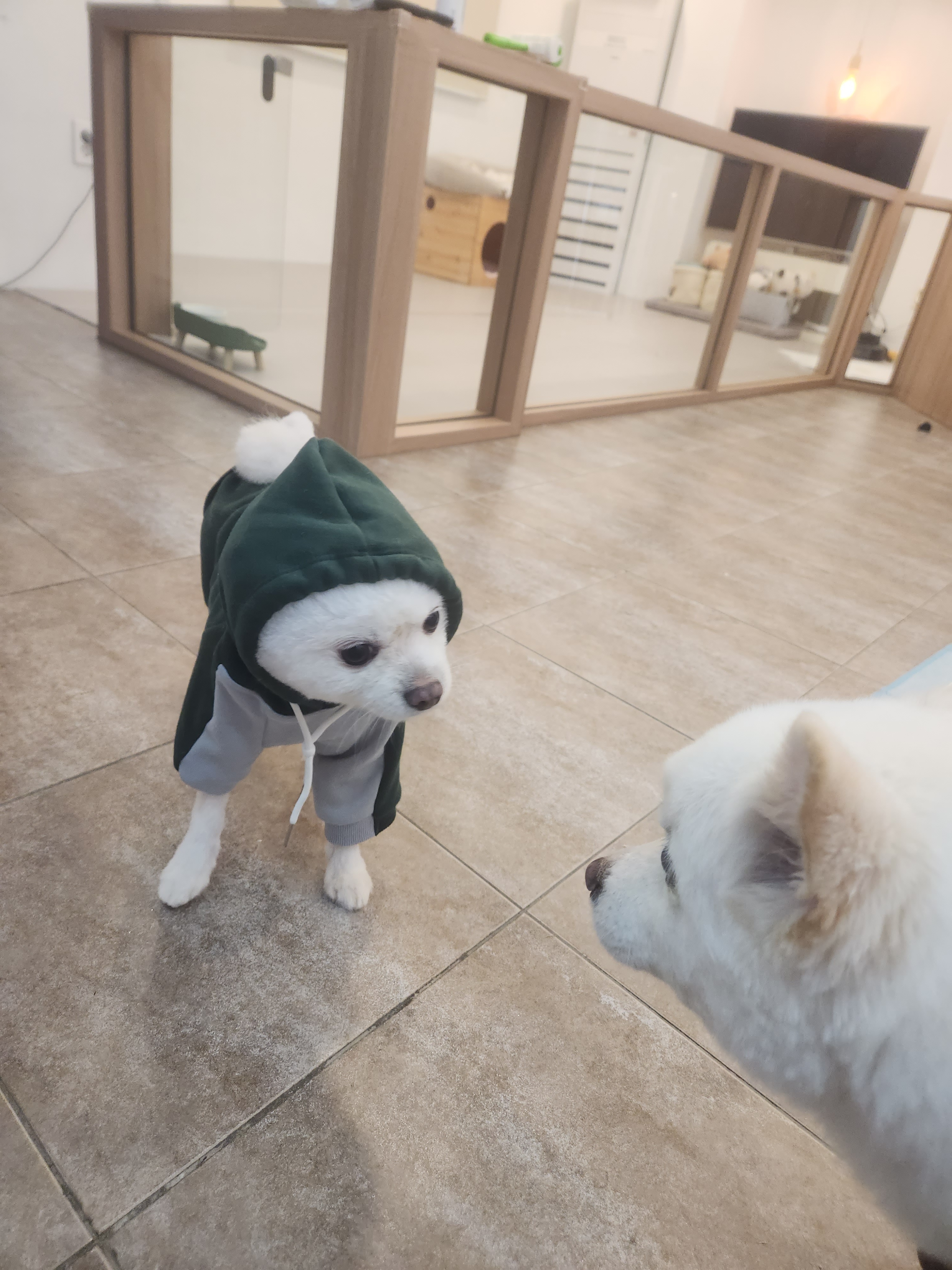 럽독 LUVDOG 대표 이미지
