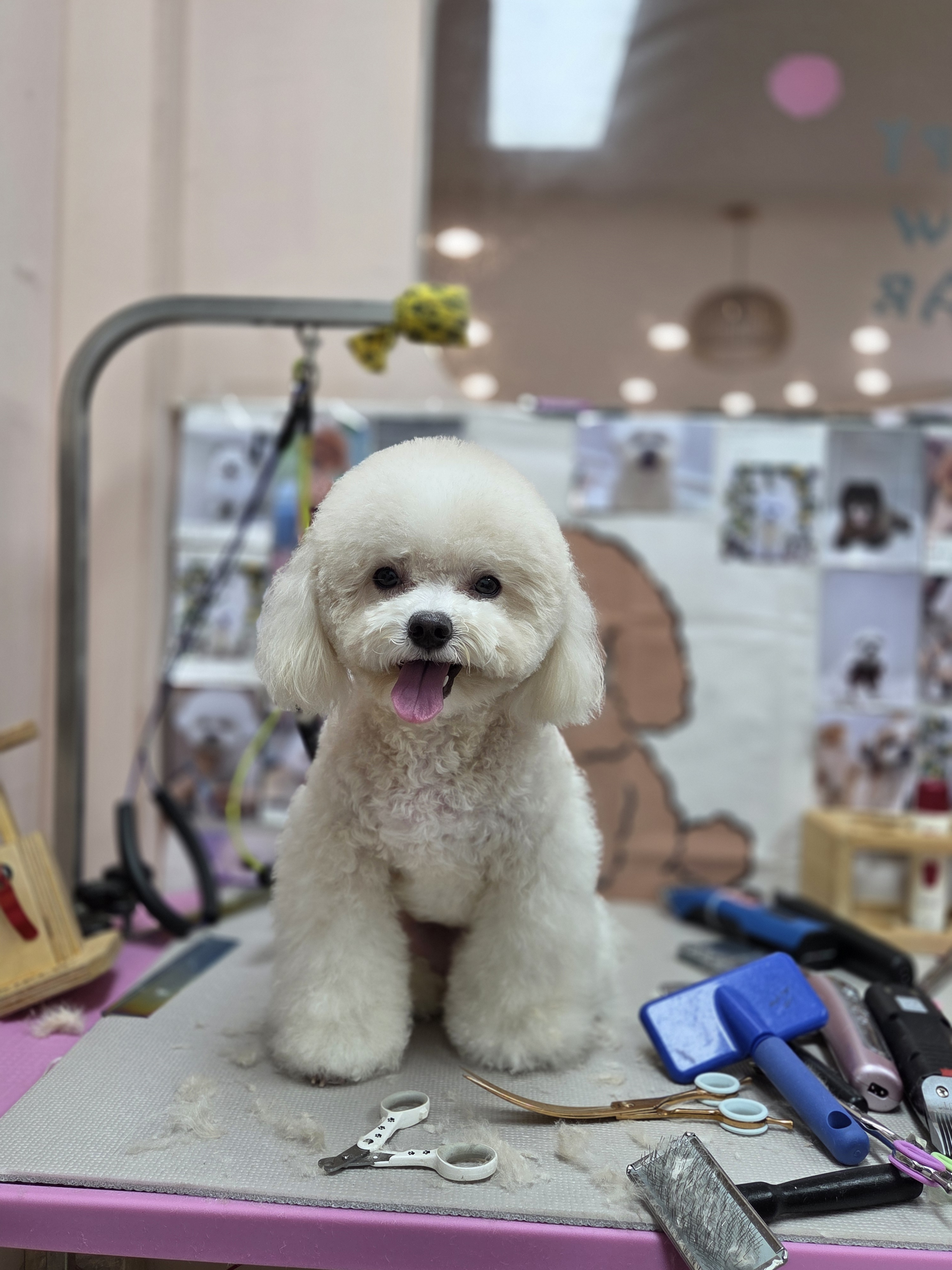 럽독 LUVDOG 대표 이미지