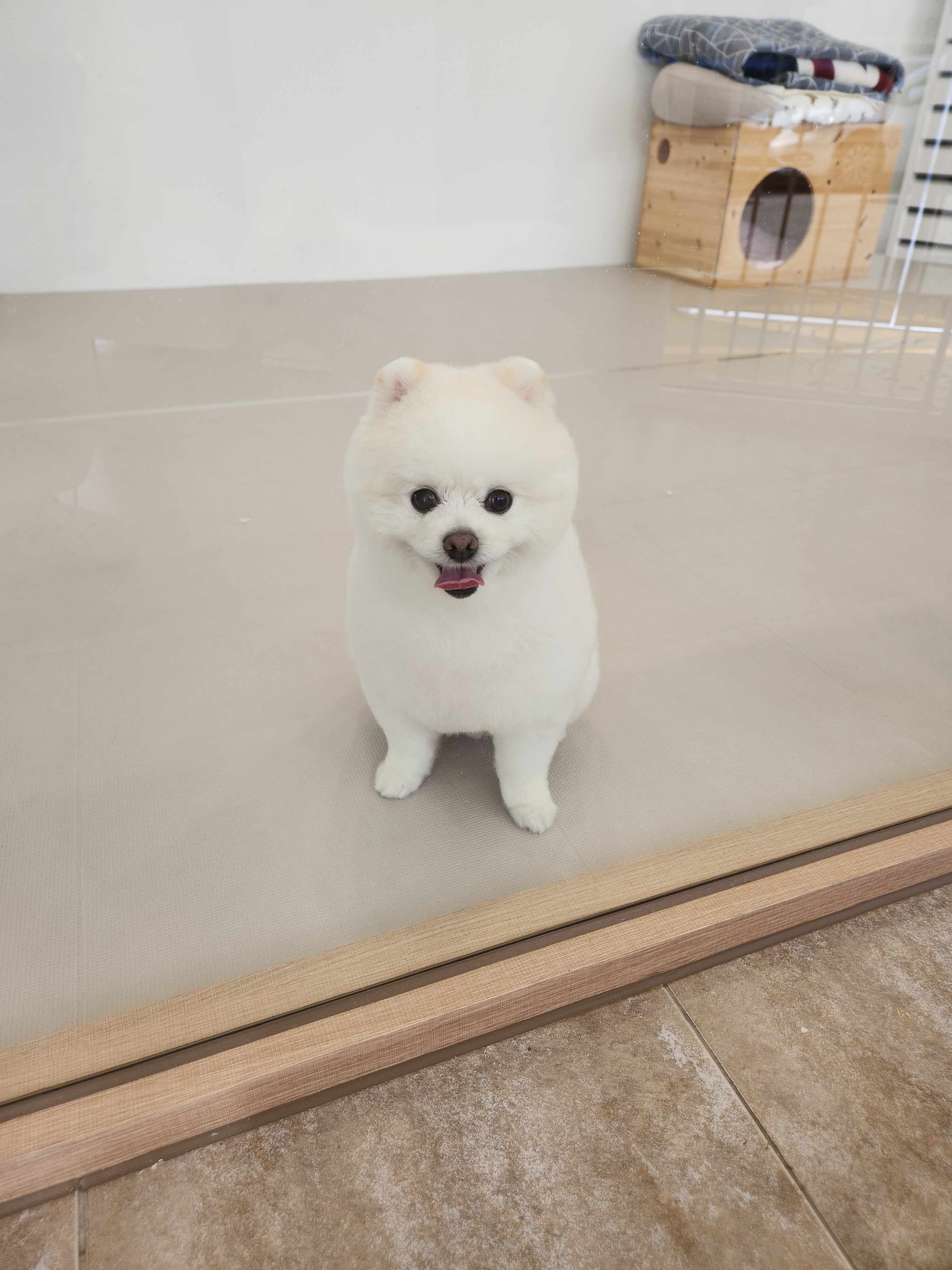 럽독 대표 이미지