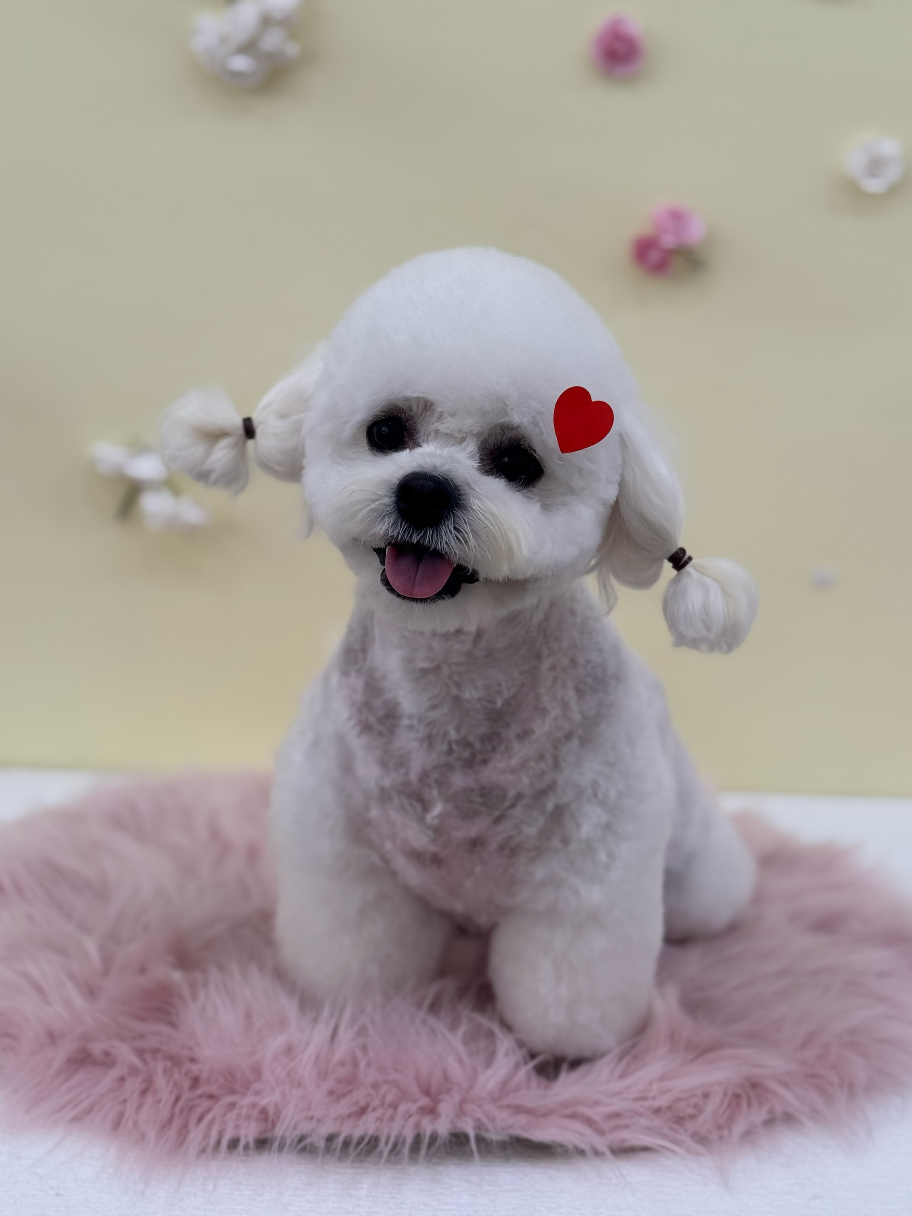 독스컴퍼니 대표 이미지