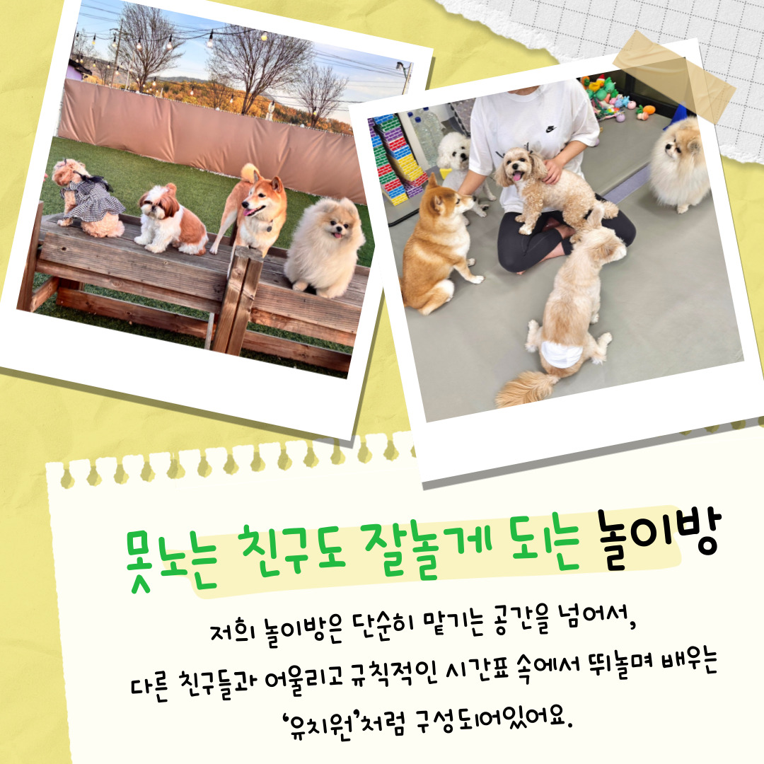 뚜랑이네 애견놀이방&호텔링 대표 이미지