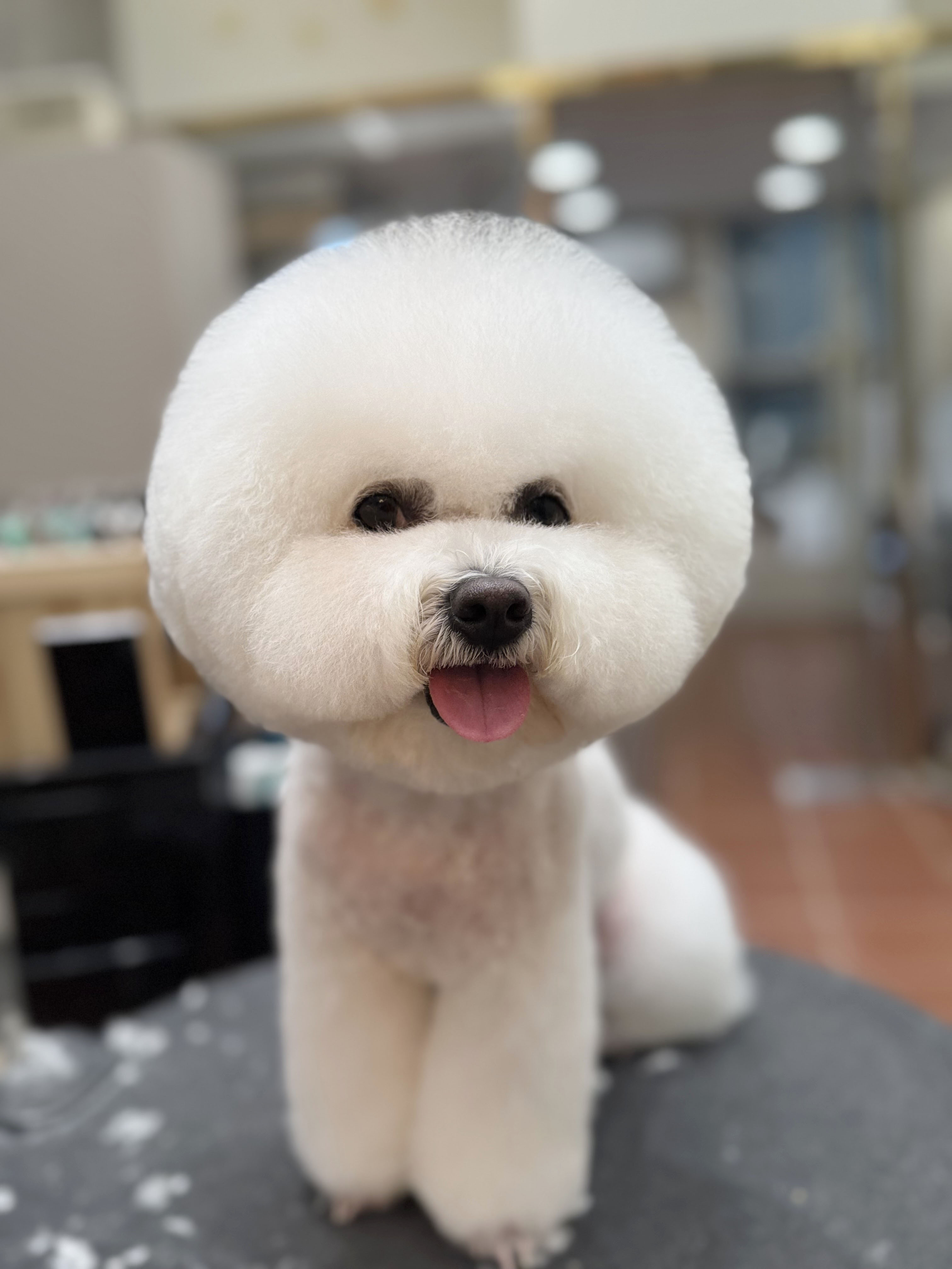 송도그 대표 이미지