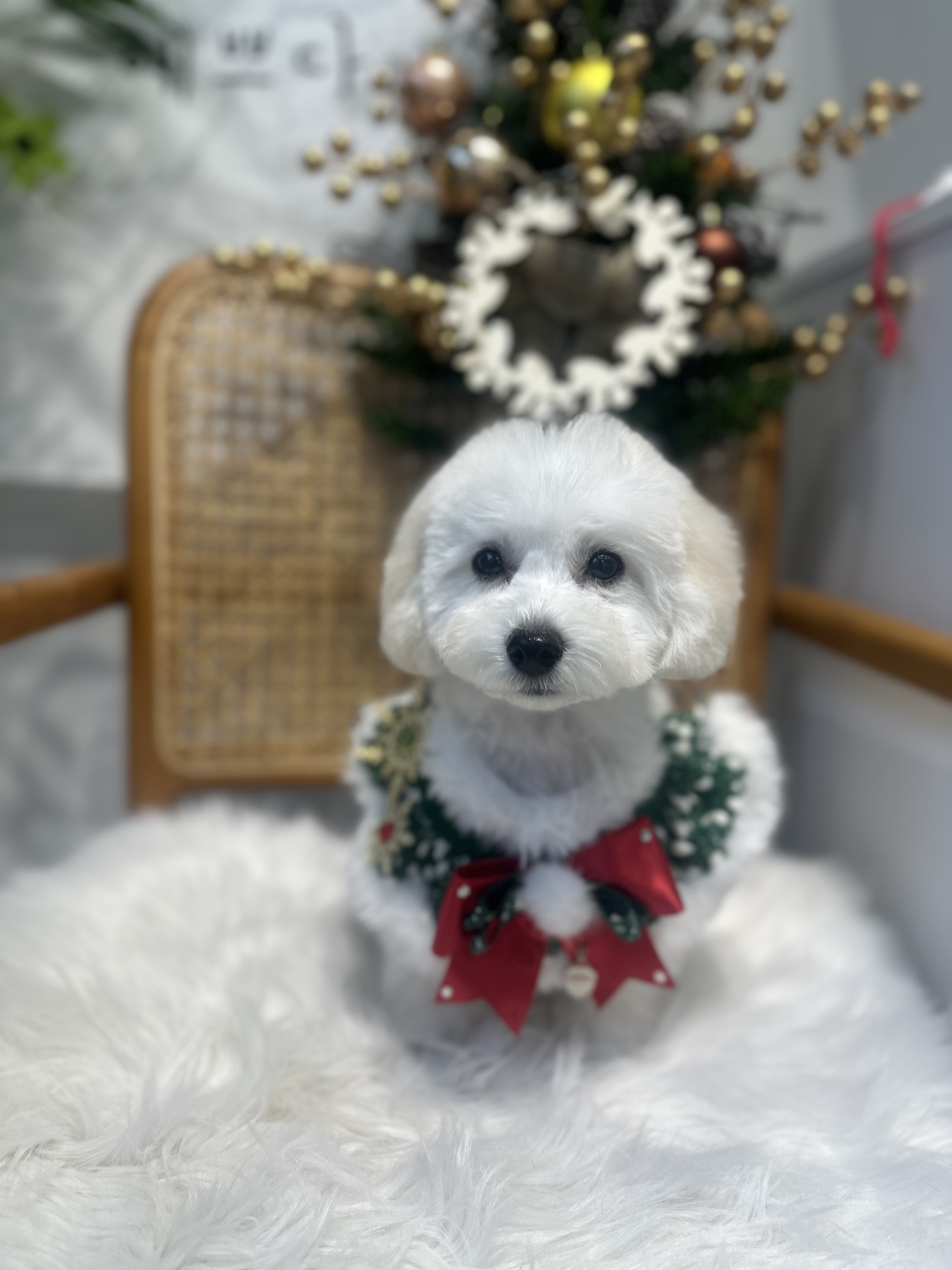 펫프렌즈 애견미용실 대표 이미지