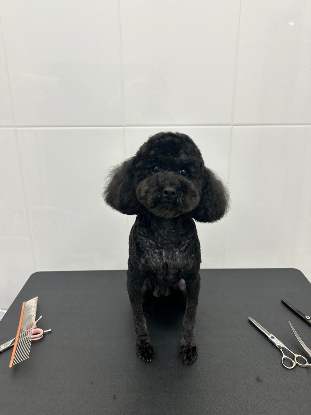 헬로우버디그루밍센터 대표 이미지