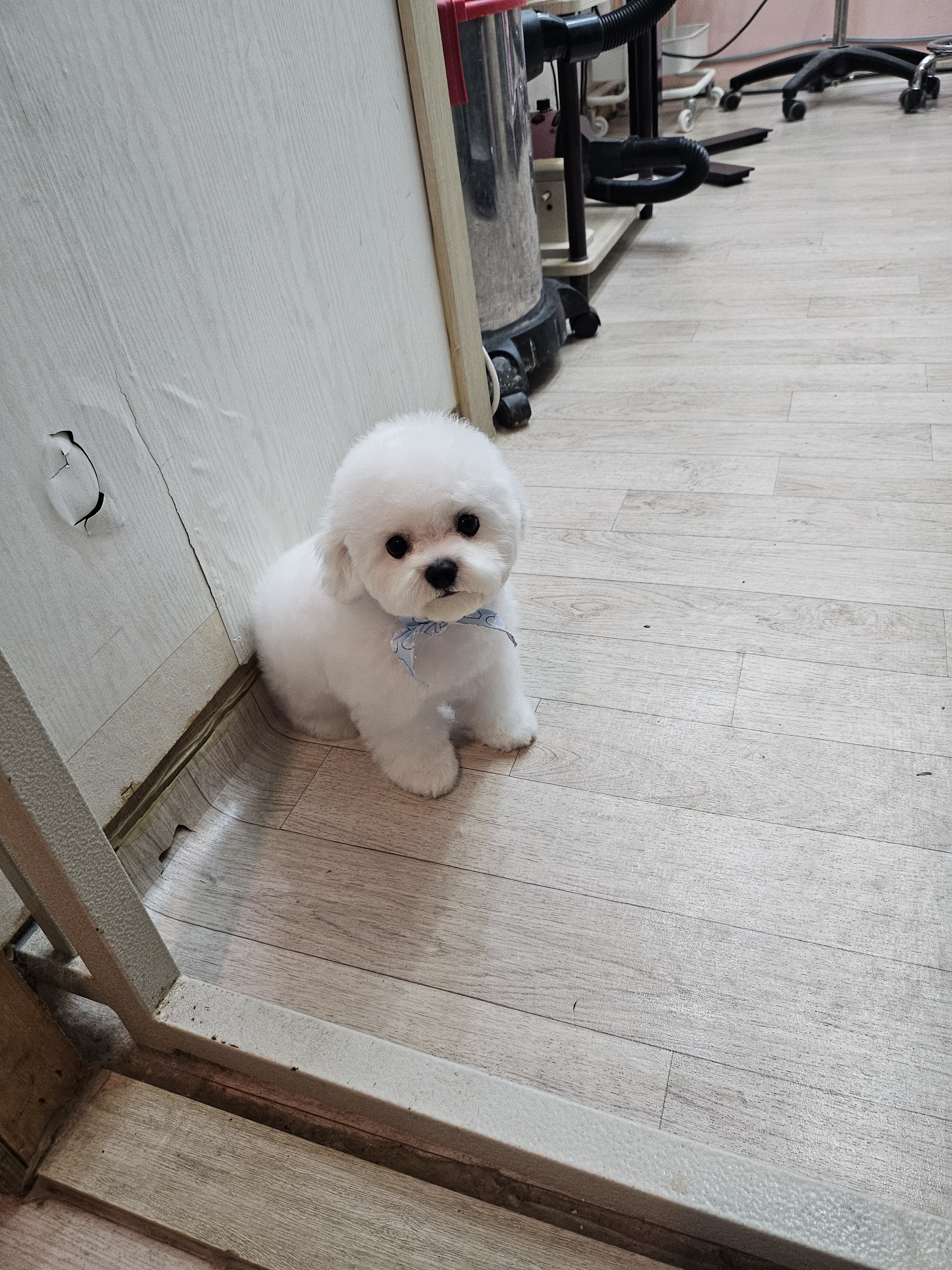 댕댕이미용실 대표 이미지