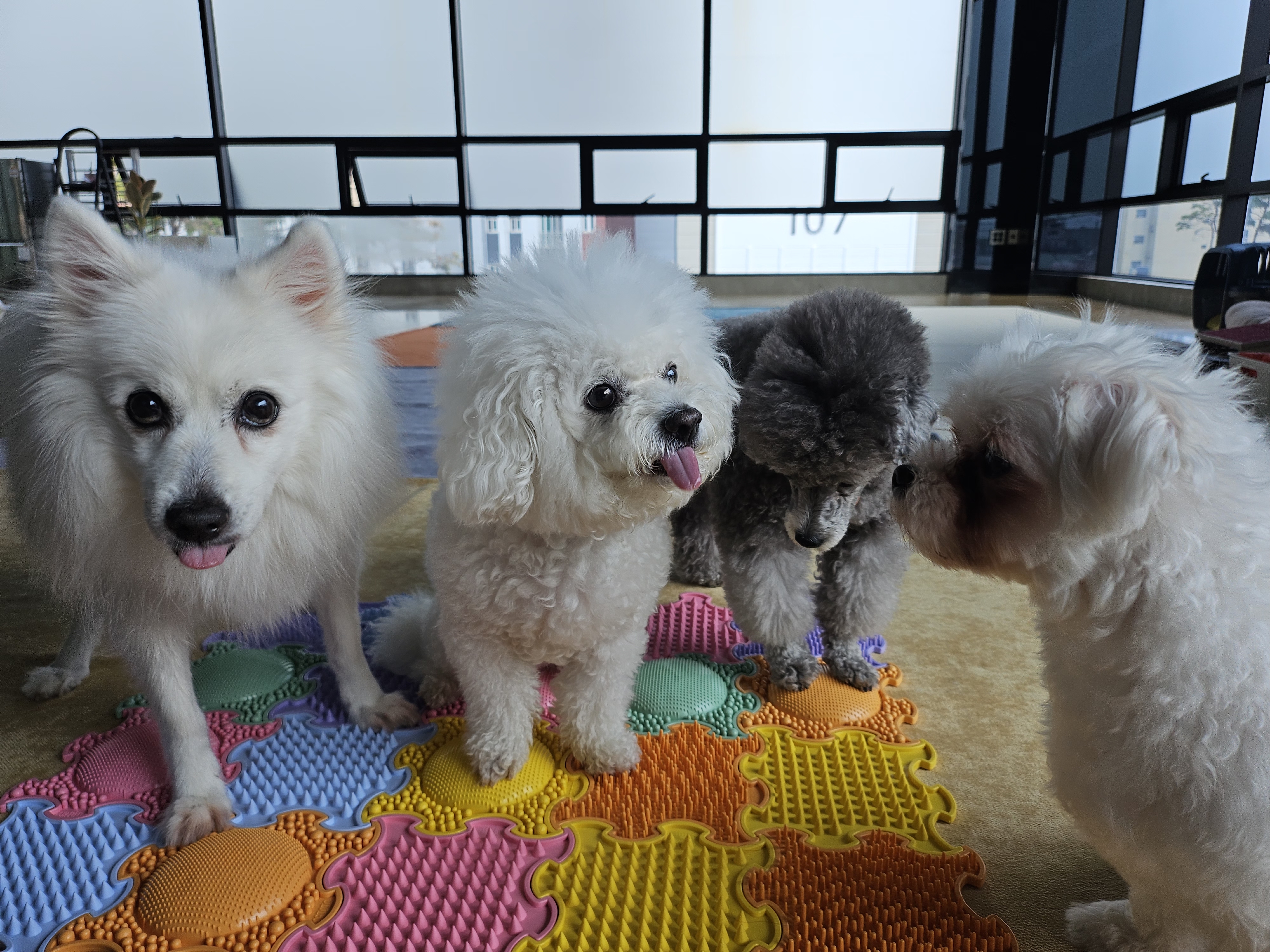 실버테일 대표 이미지