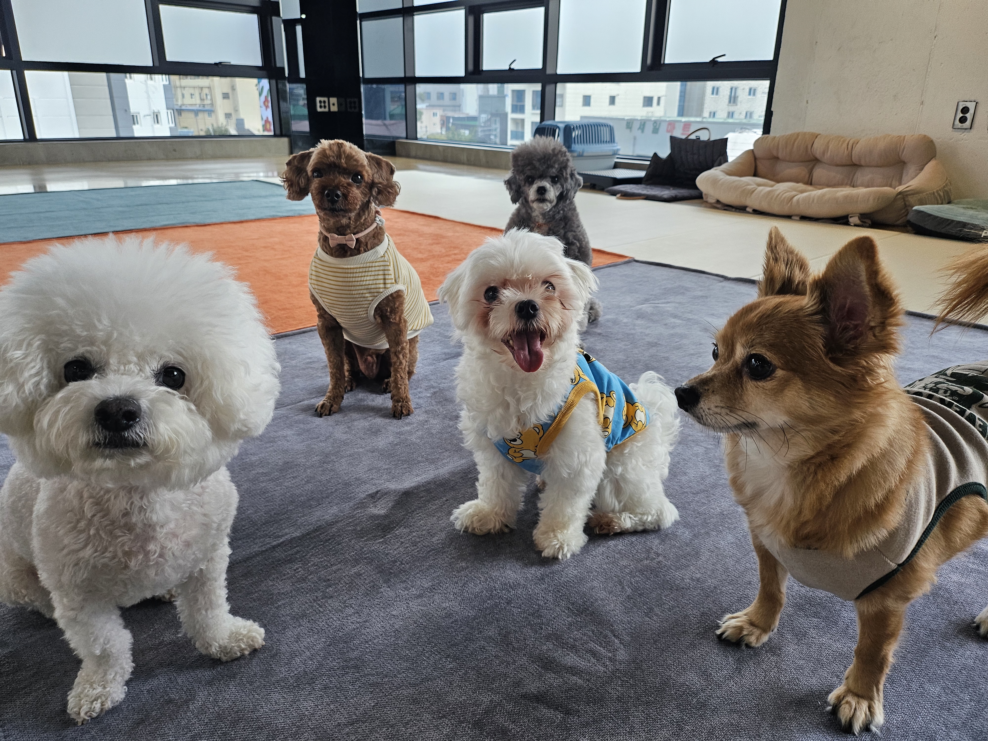 실버테일 대표 이미지