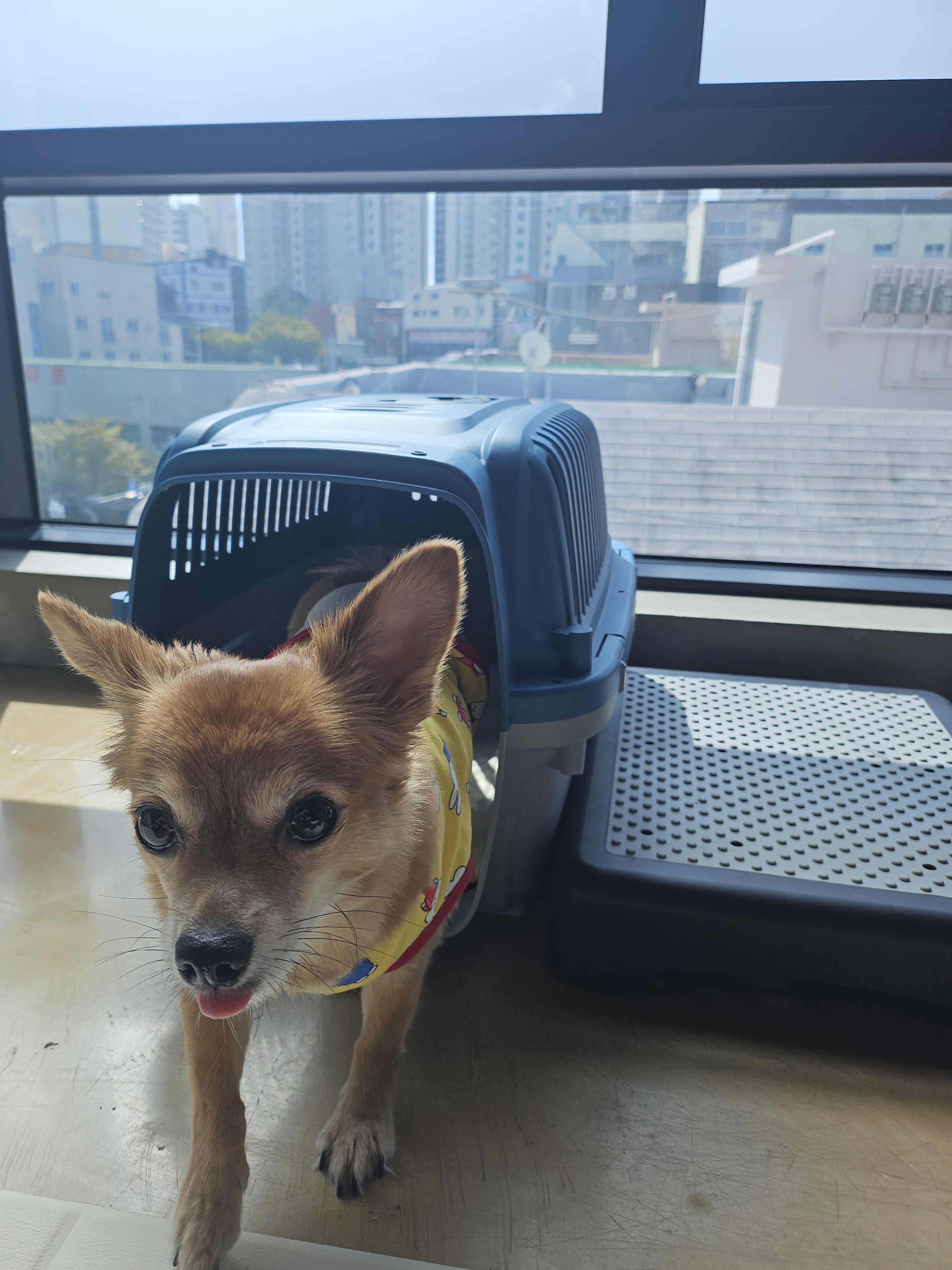 실버테일 대표 이미지