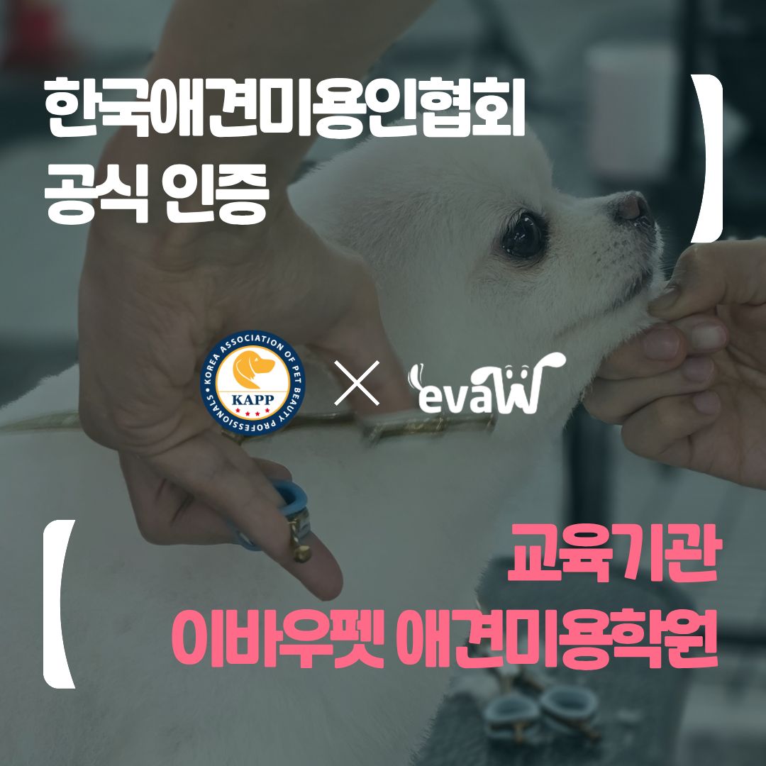 종로 이바우펫 대표 이미지