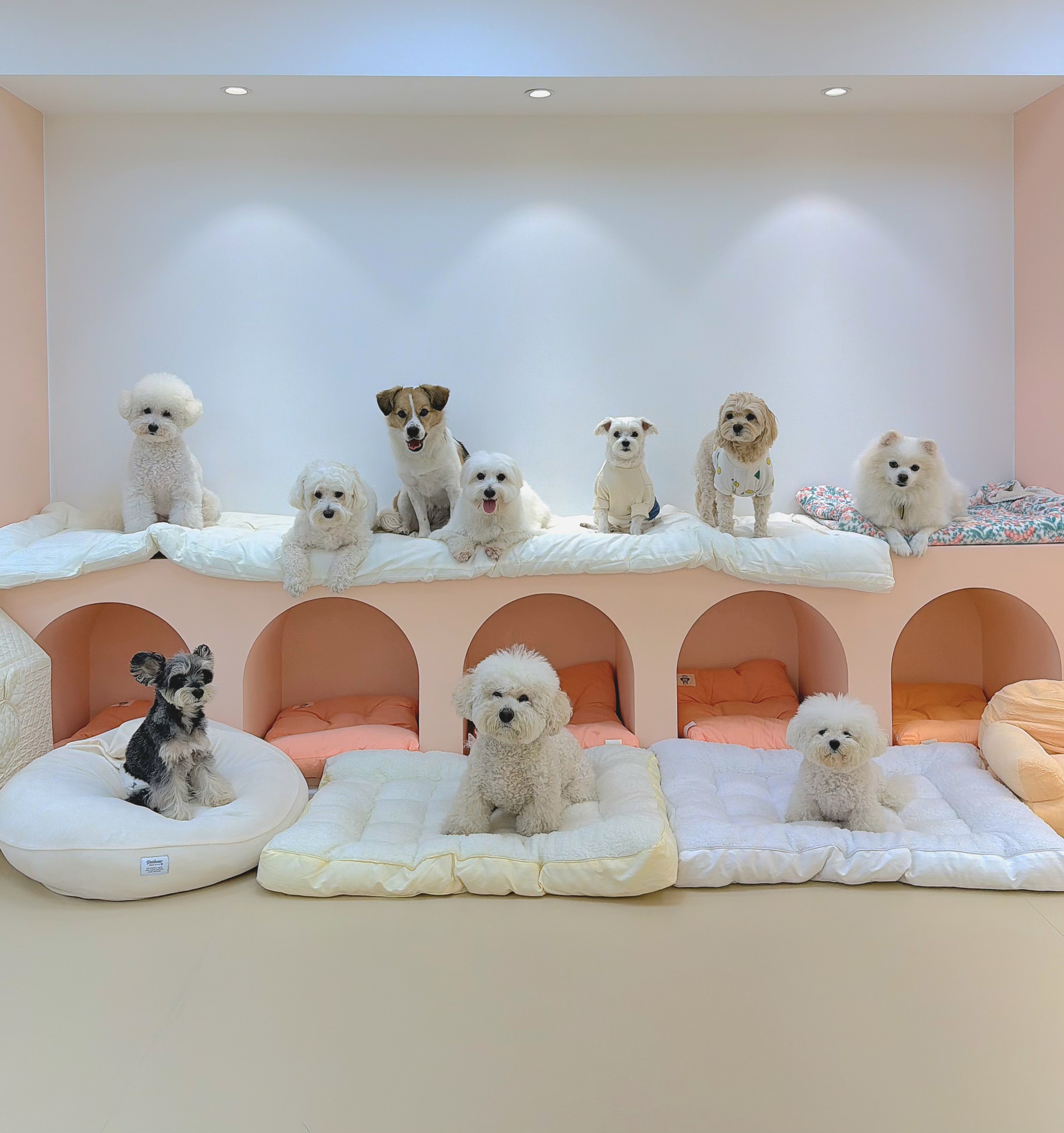 아지콩콩 대표 이미지