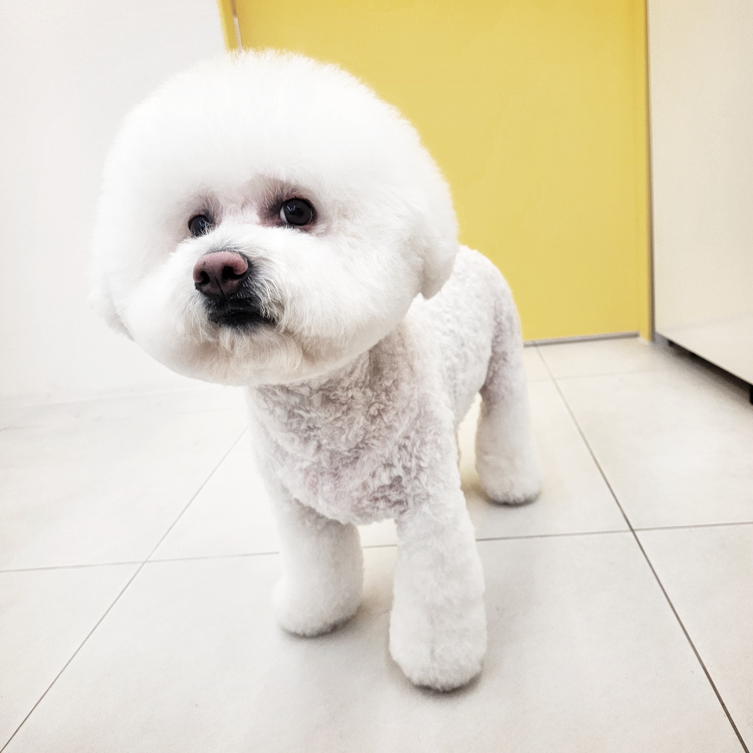 뽀숑뽀숑 대표 이미지