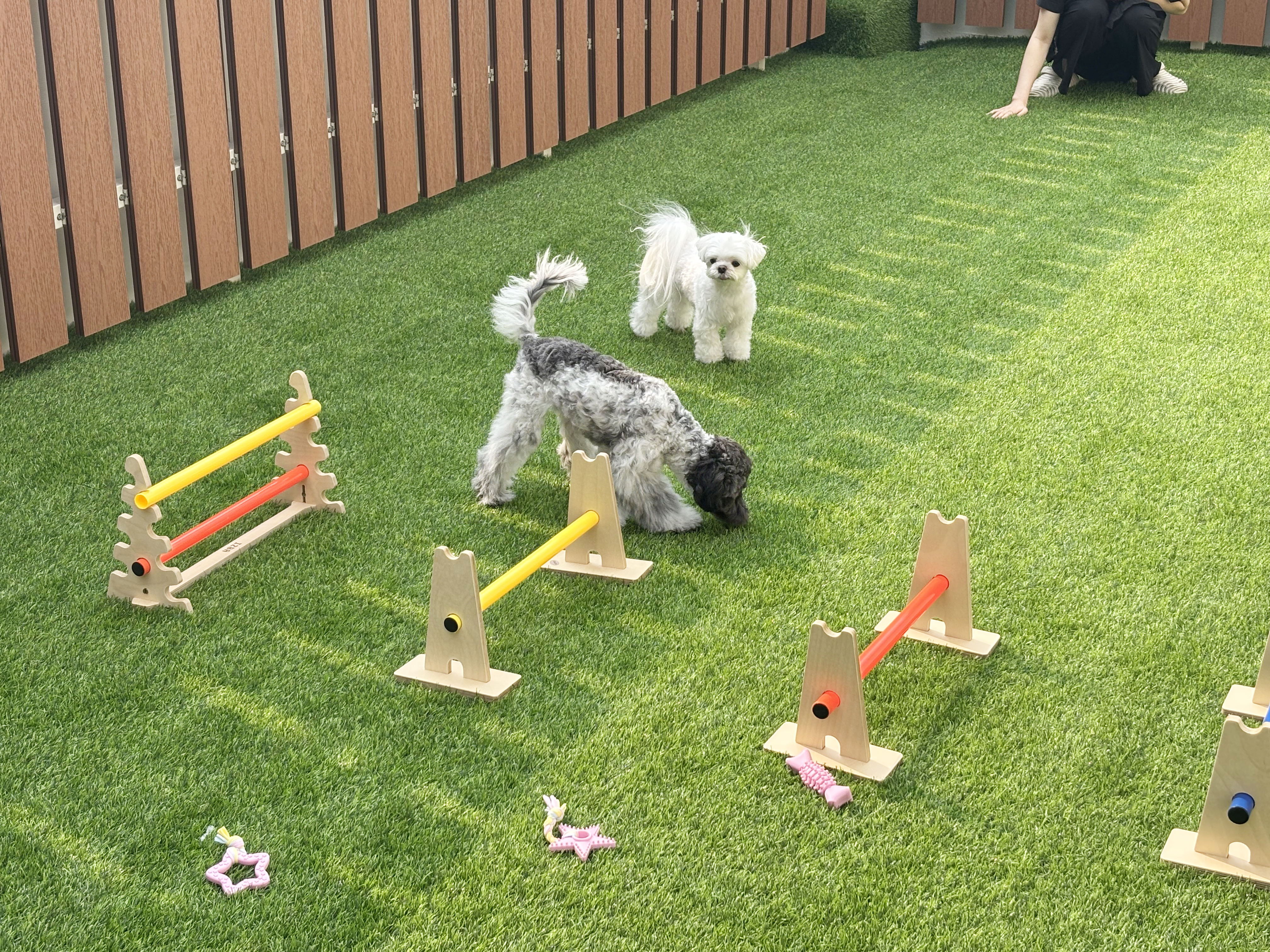 코리아펫아카데미 대표 이미지