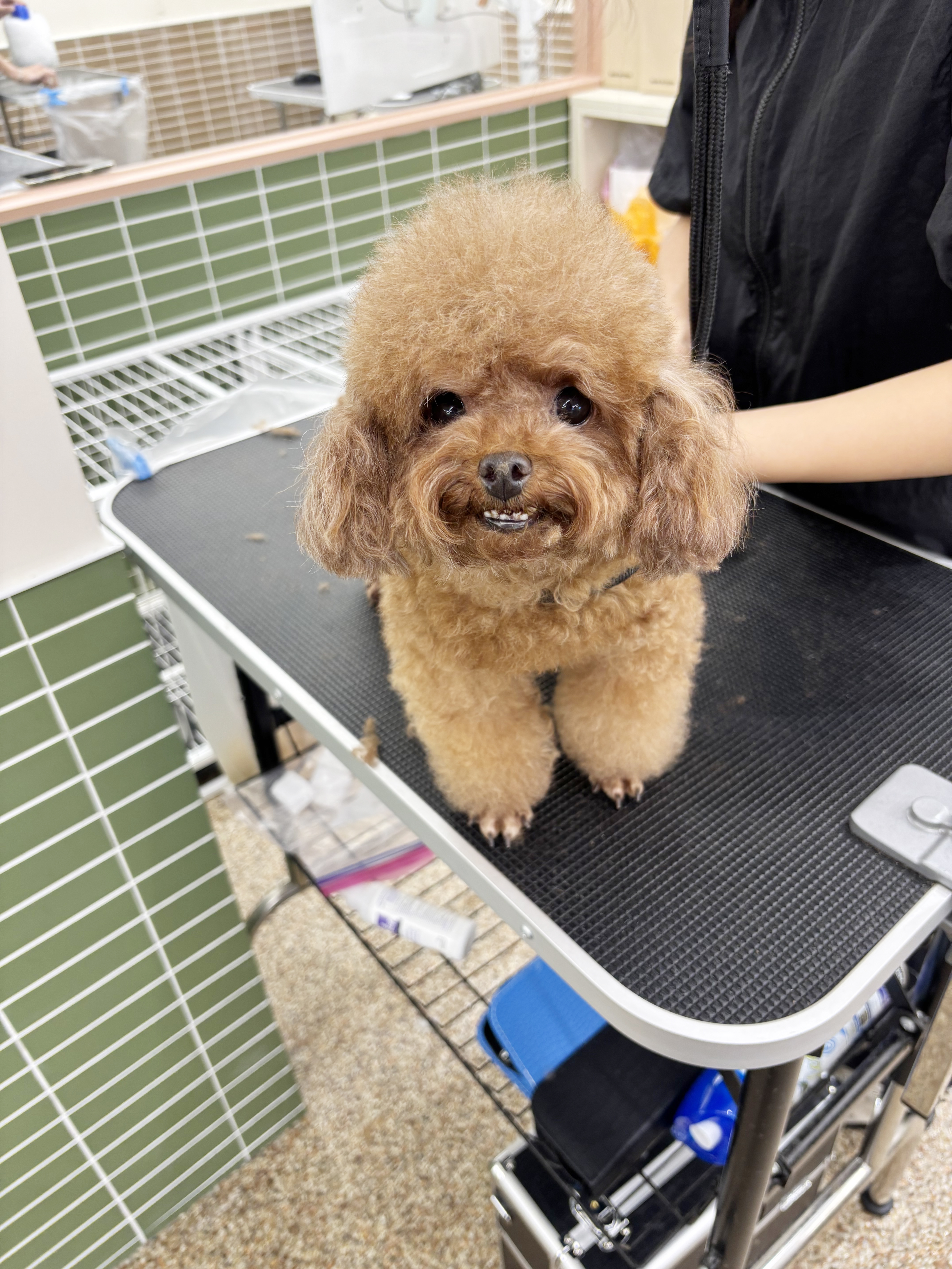 코리아펫아카데미 대표 이미지