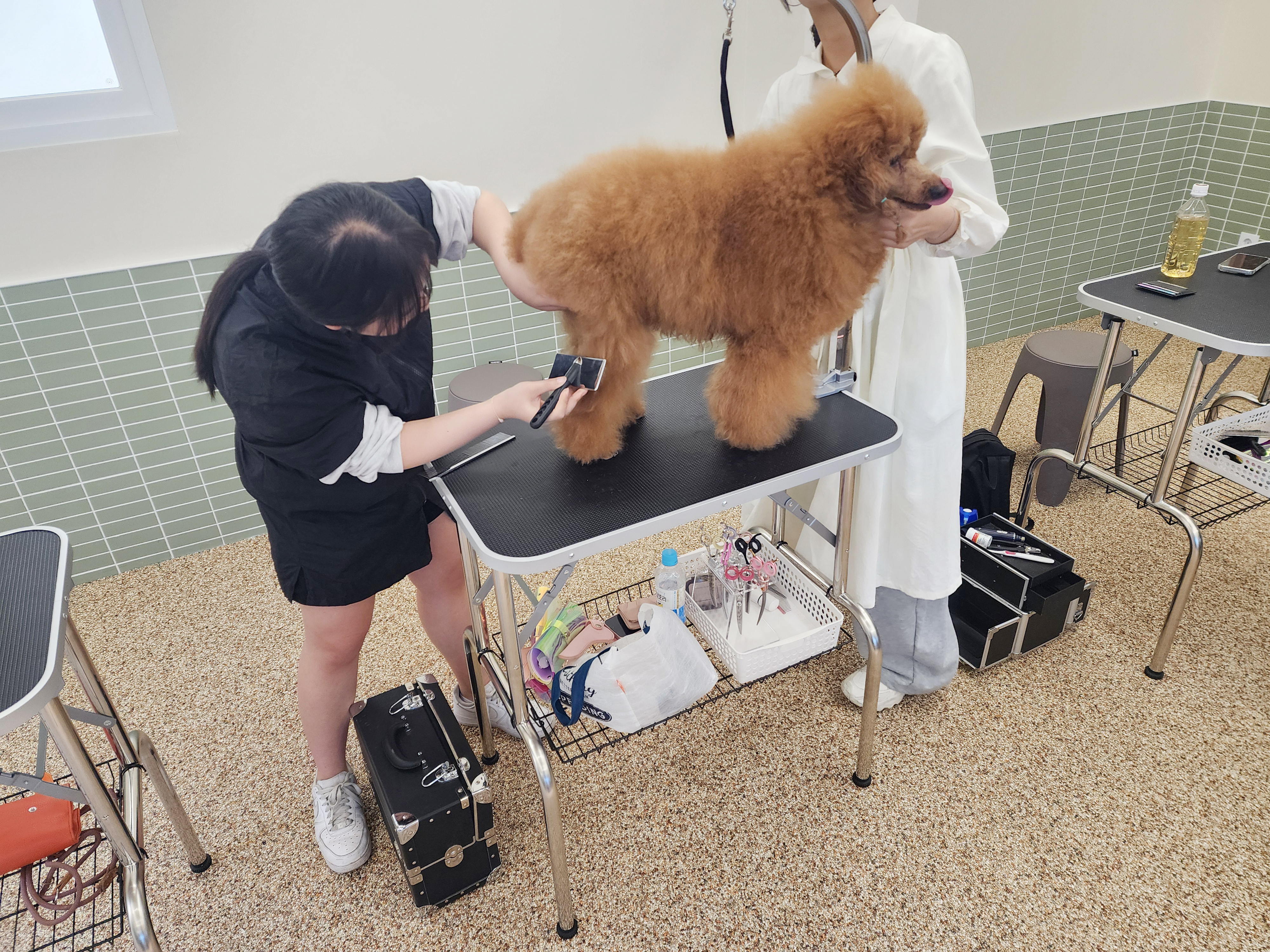 코리아펫아카데미 대표 이미지