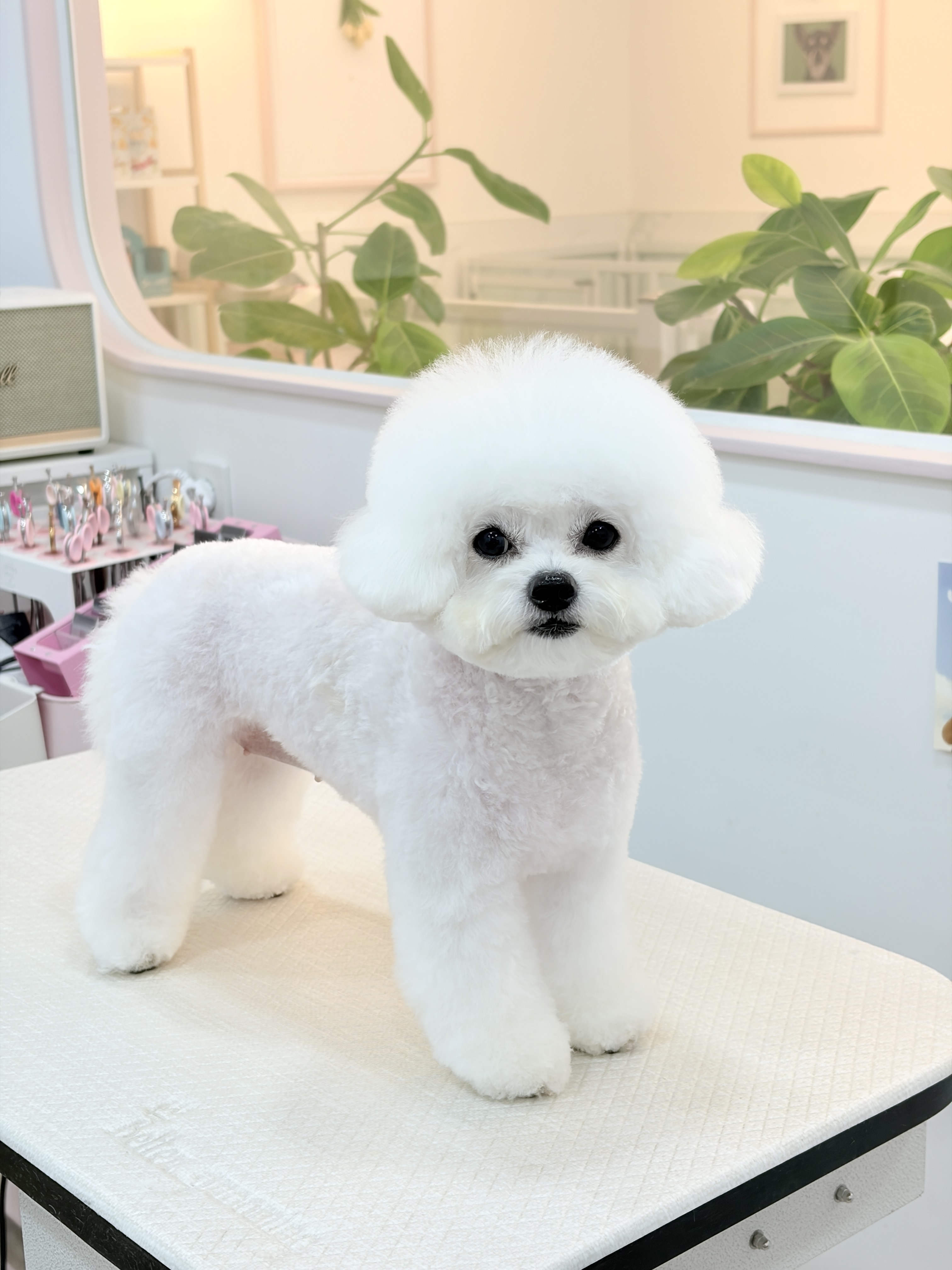 베이비숑 대표 이미지