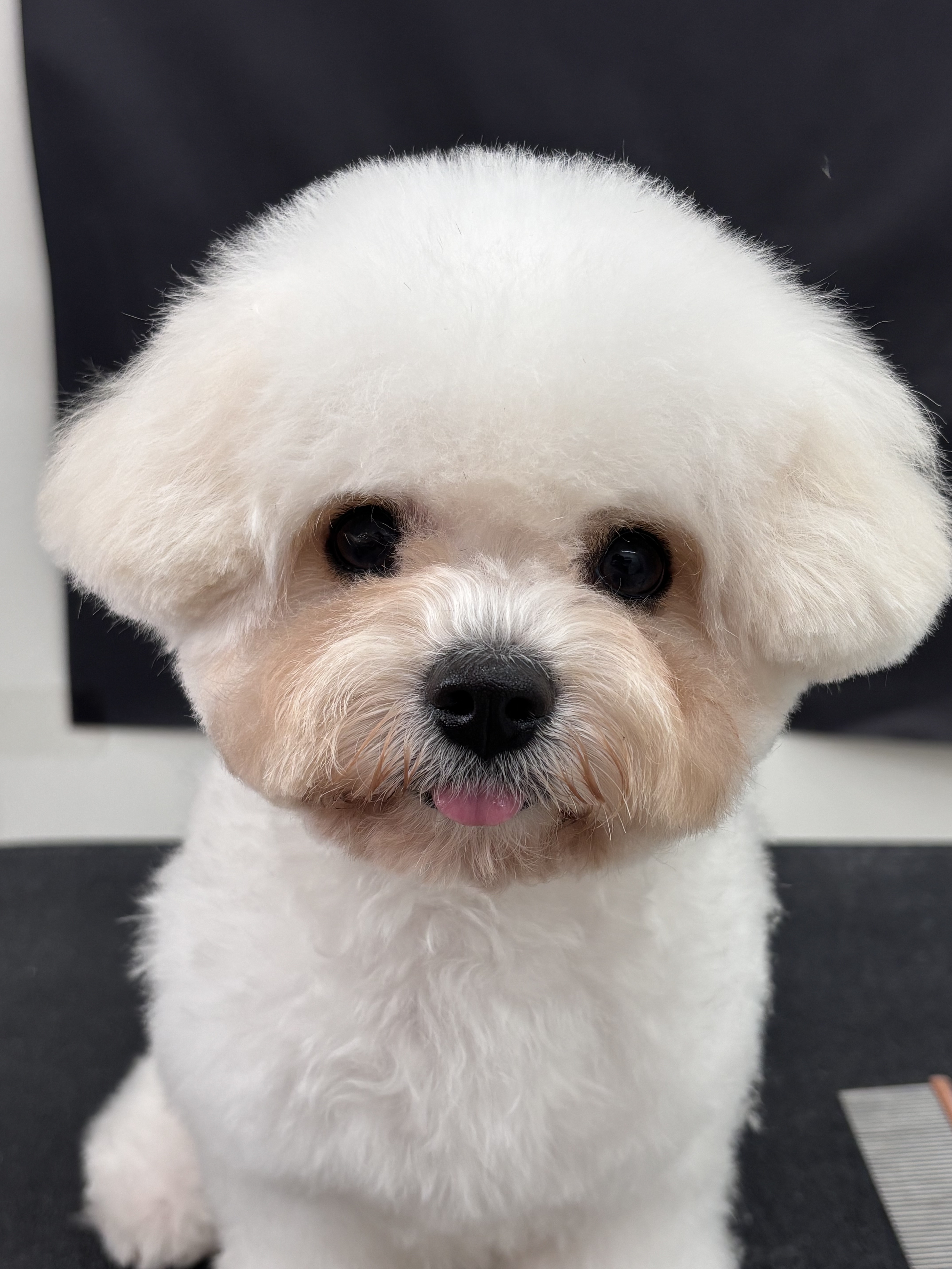 어썸독 대표 이미지