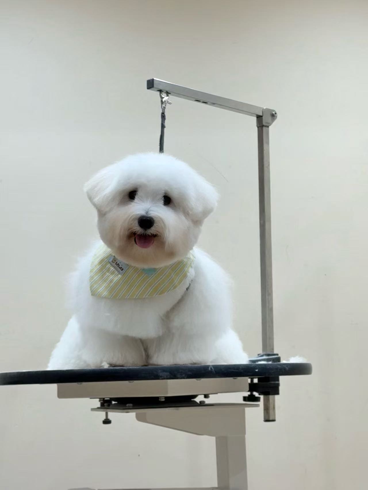 위드멍 반려동물 동반 애견카페