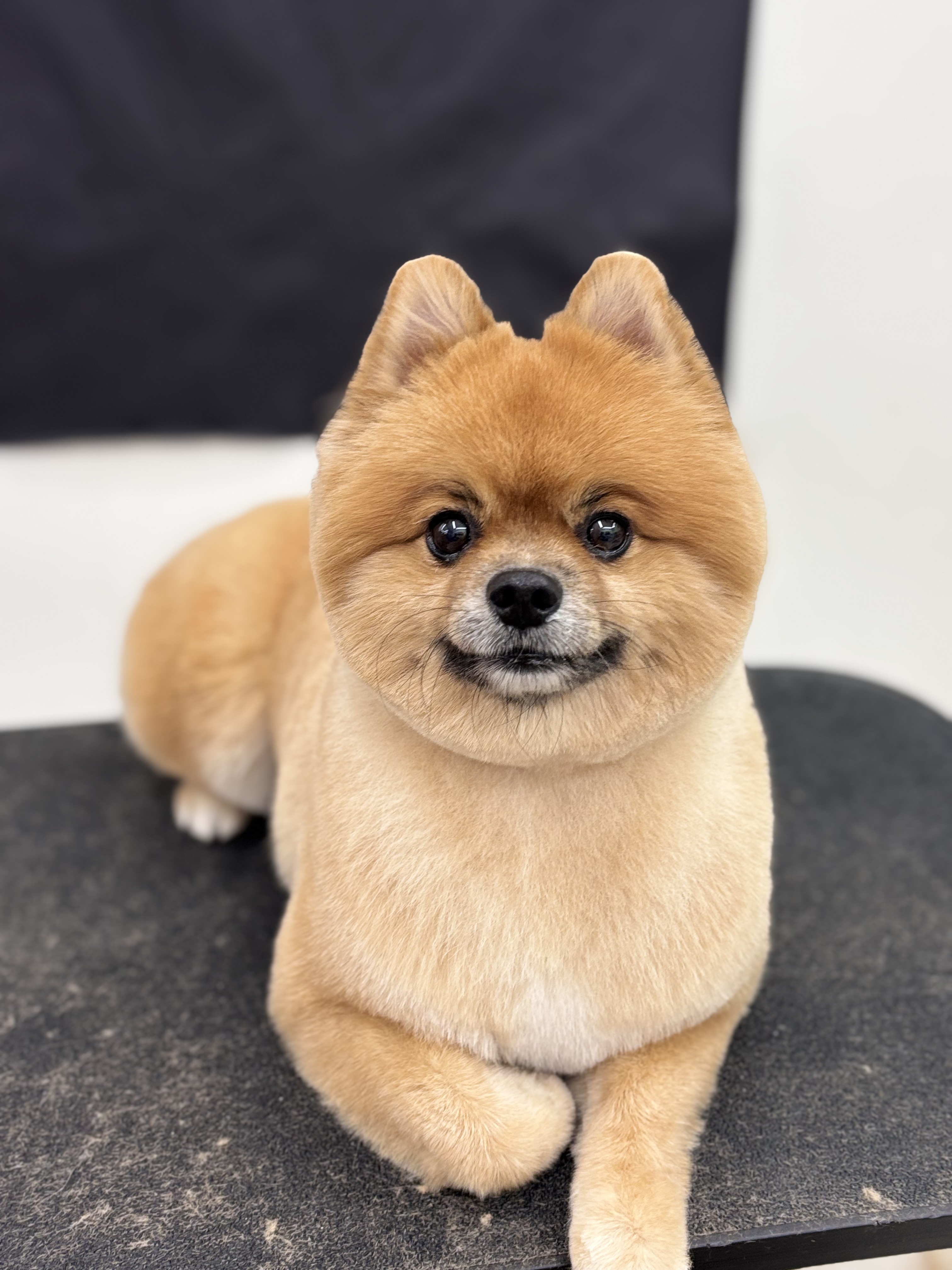 어썸독 대표 이미지